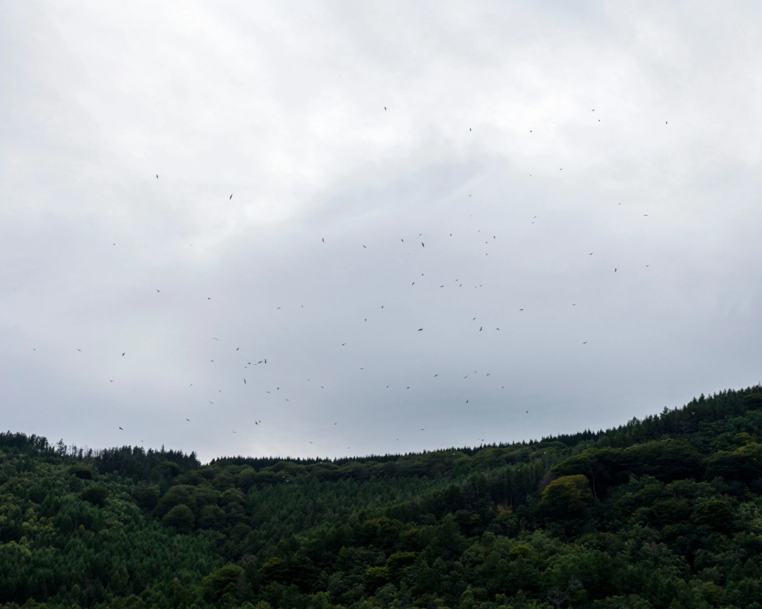 Cloudy sky over a green forested hillside with birds flying in the sky.