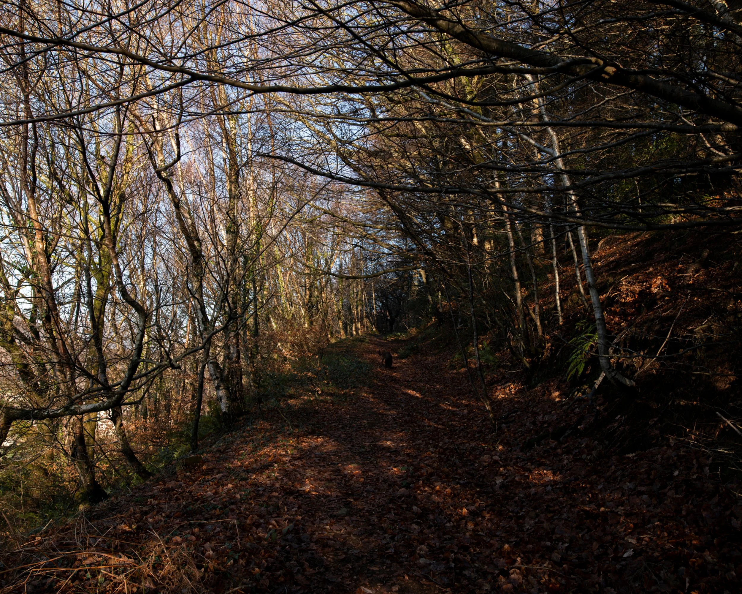 A forest trail in autumn with fallen leaves, leafless trees, and a dog walking along the path.