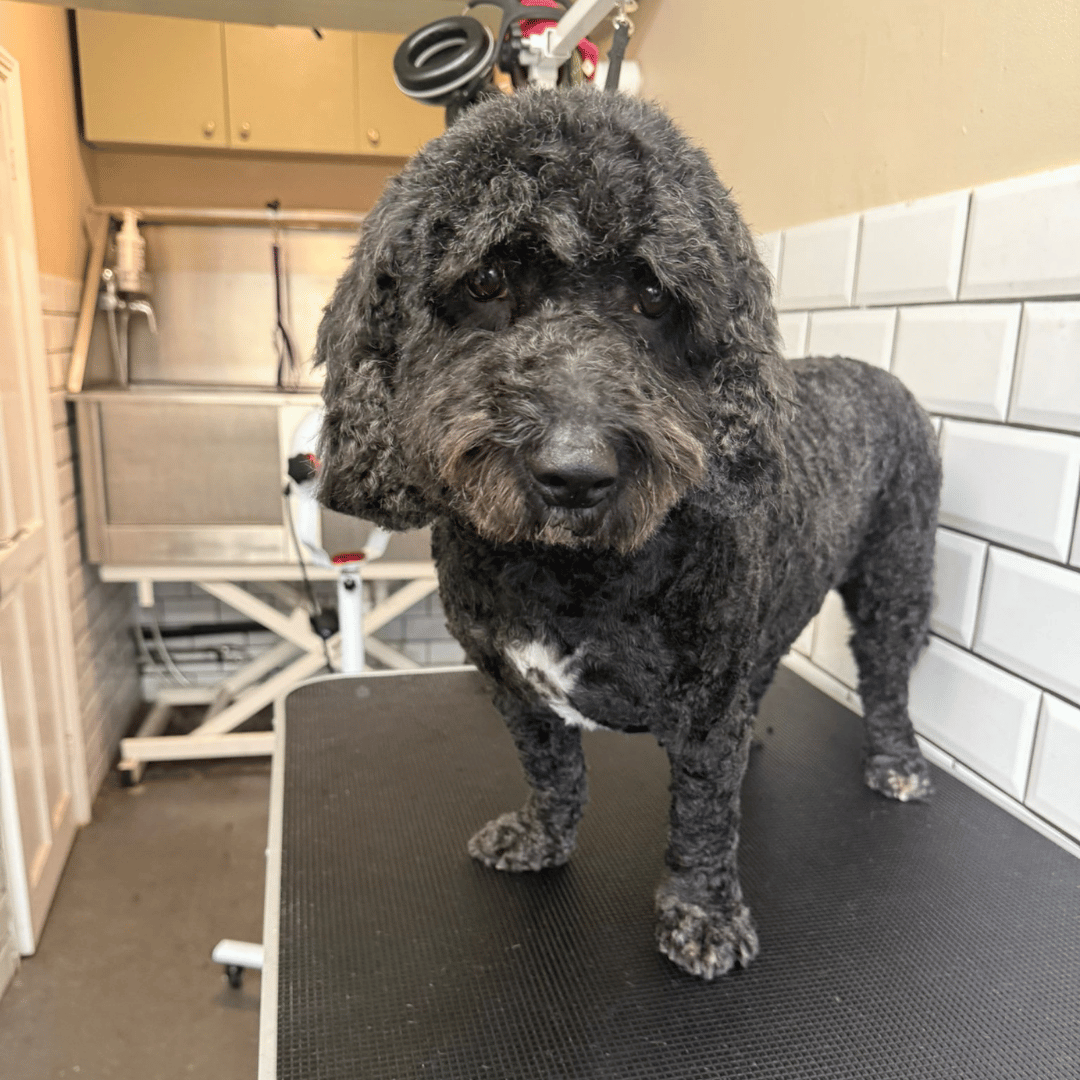 Dog Grooming Battersea vs Wandsworth: Where to Find the Best Groomers Near You