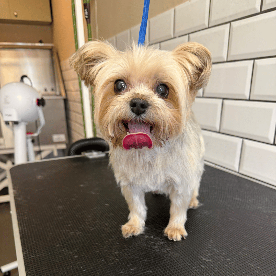 Dog Teeth Cleaning in London: How Professional Groomers Keep Your Pup’s Smile Healthy