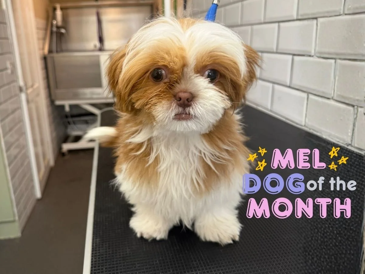 Dog of the Month: Mel - Our “Most Improved Coat” Star (Perfect for Long-Haired Breeds)
