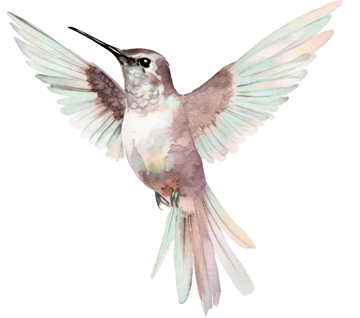 Watercolor painting of a hummingbird with its wings spread wide.