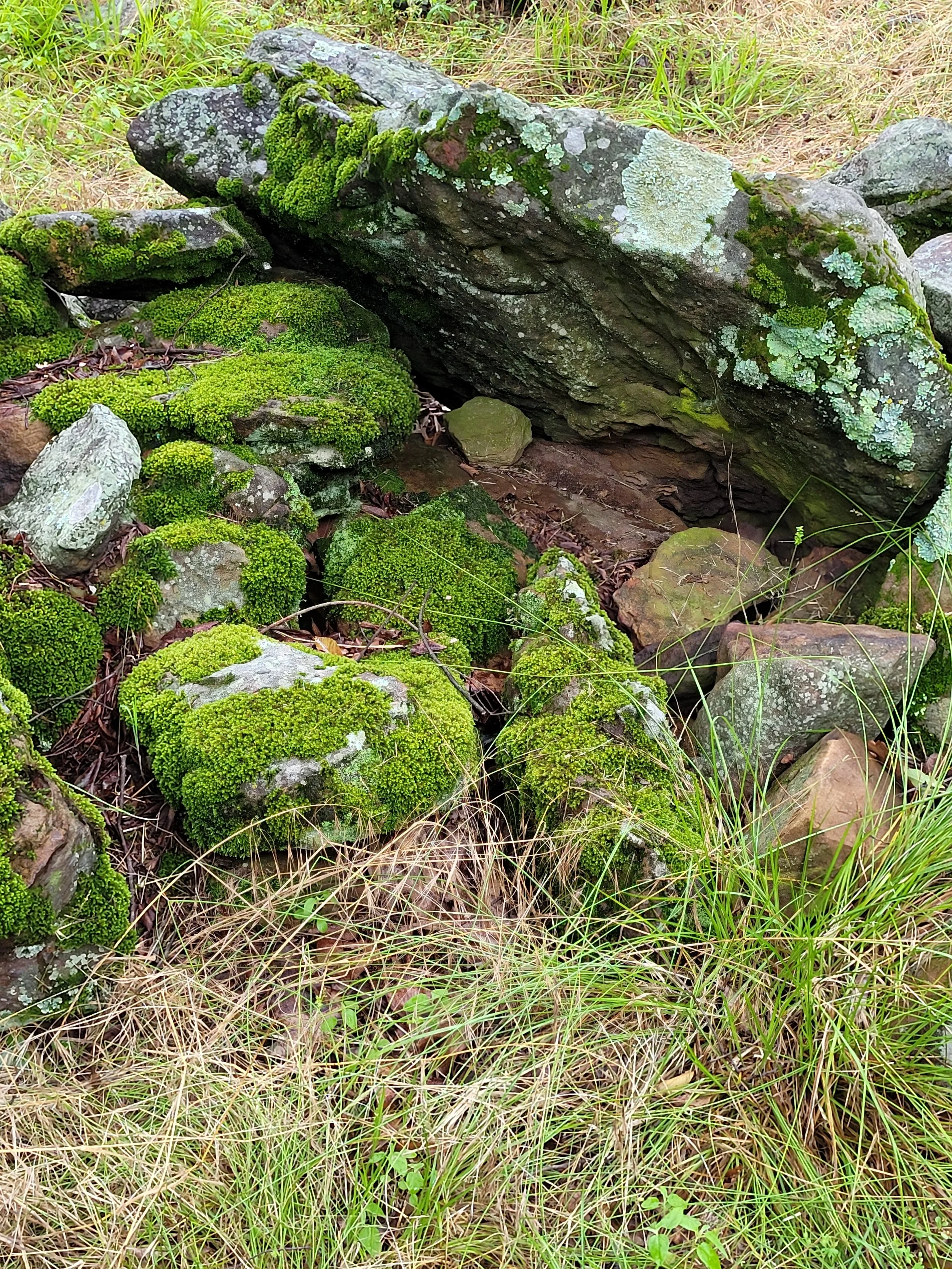 Close-up of moss-covered rocks and stones in a natural outdoor setting with grass and small plants around.