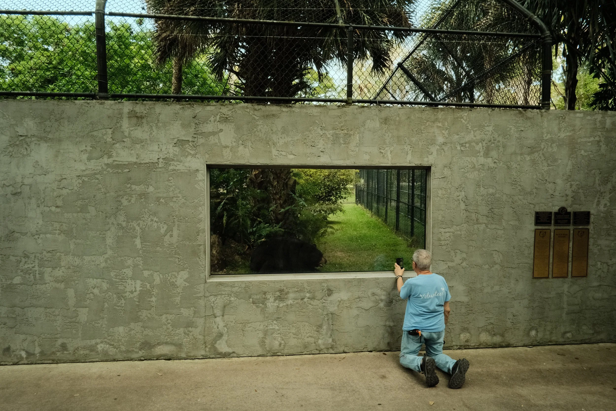 A man kneeling on the ground taking a photo of a black bear behind a glass enclosure at a zoo. The enclosure has a concrete wall with a large window, and there are trees and fencing in the background.