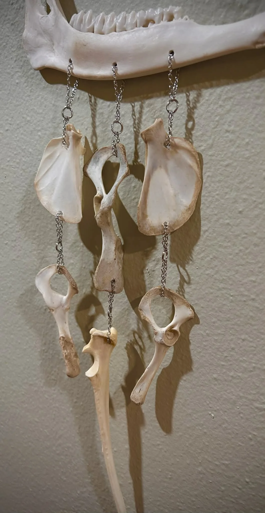 Jaw & Bones Wall Hanger 3