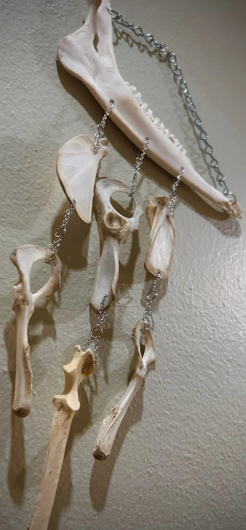 Jaw & Bones Wall Hanger 3