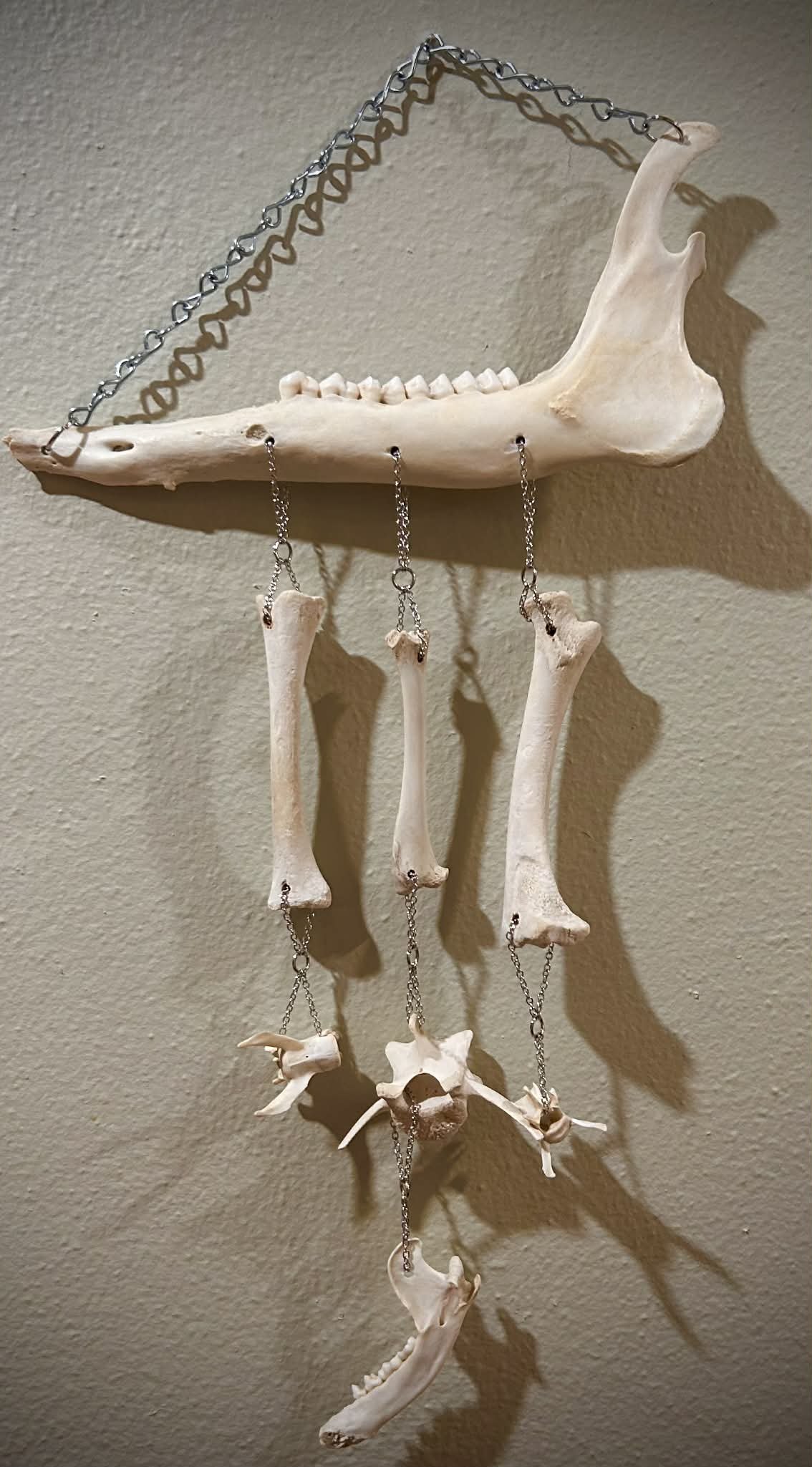 Jaw & Bones Wall Hanger 2
