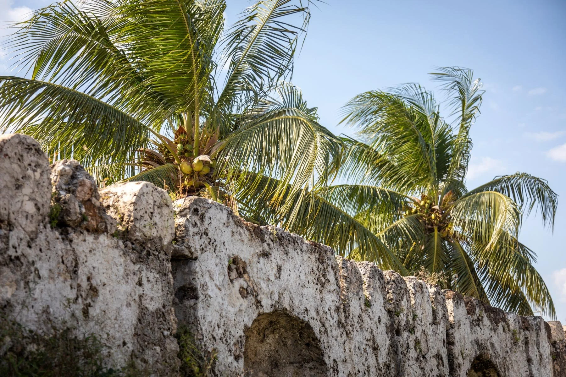 Palm trees growing behind a weathered stone wall under a clear blue sky. Old Fort, Stone Town, Zanzibar.