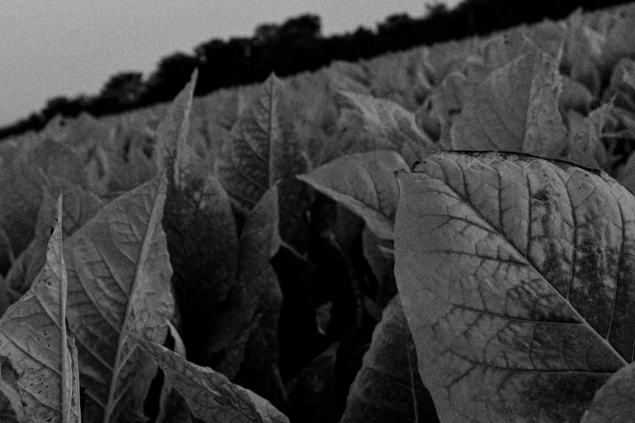 Black Tobacco: What It Really Means in Cigars (And Why It Matters)