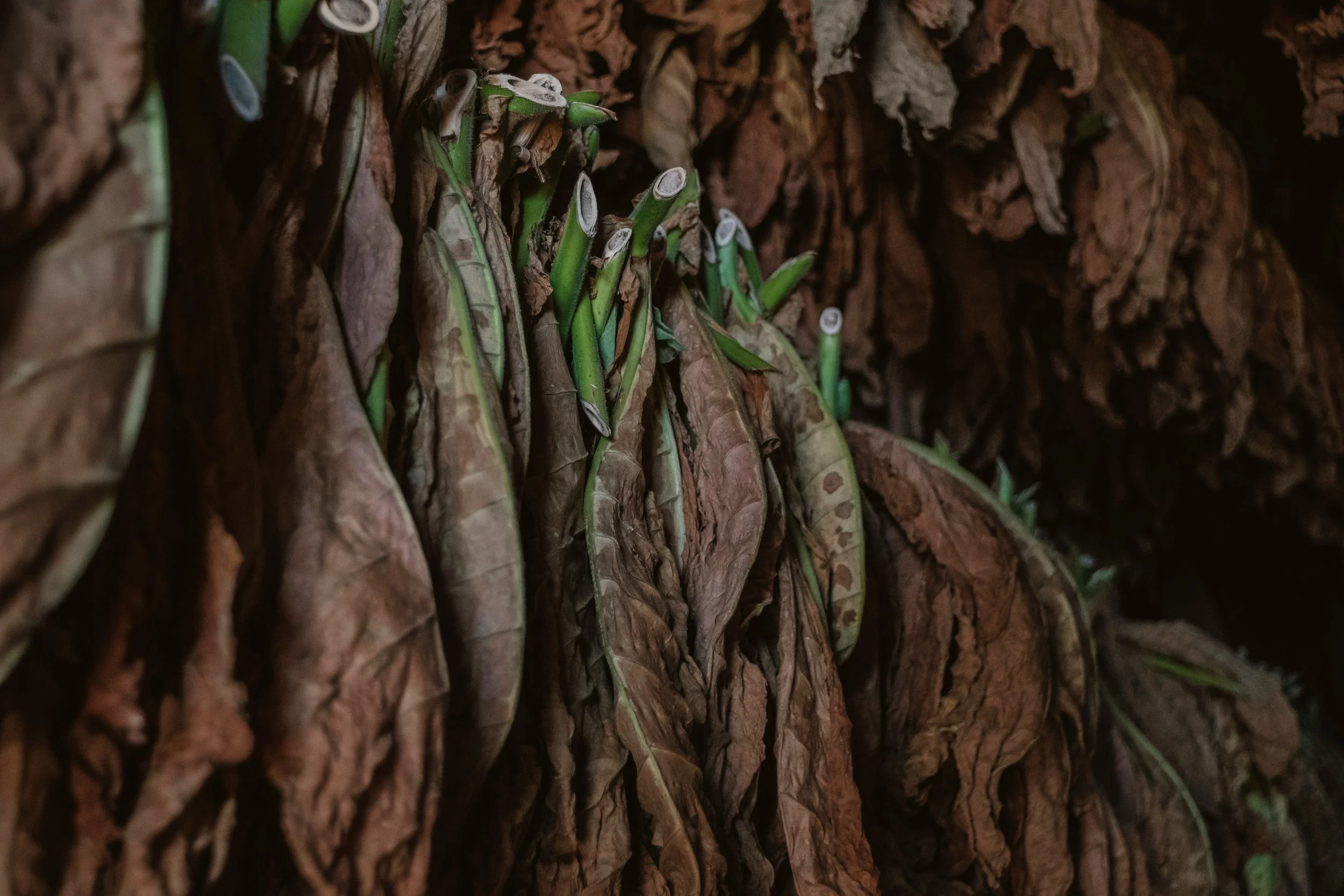 Brown Leaves to Cigars: How Dead Leaf Becomes a Living Smoke