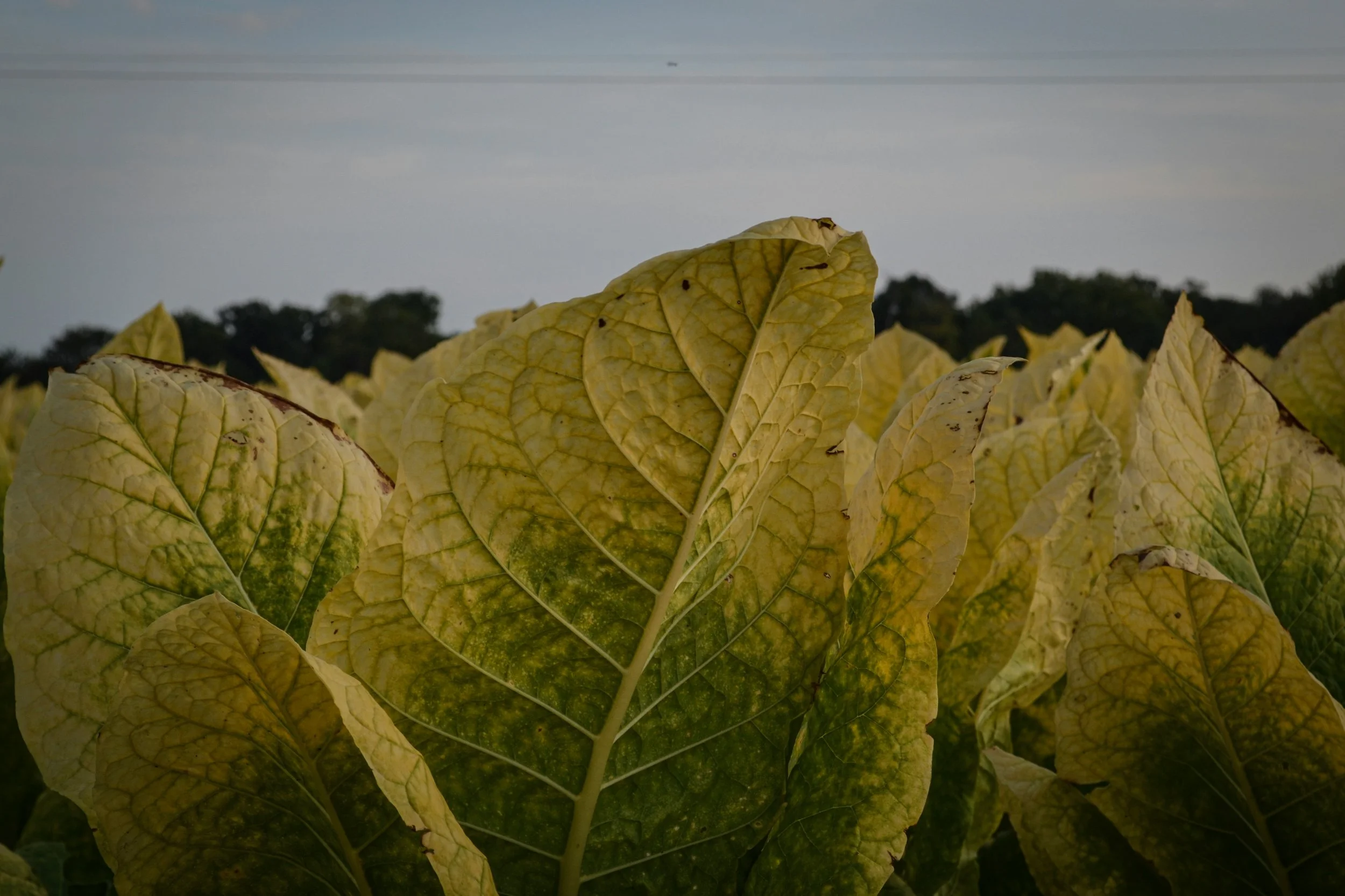 Harvest: The Moment Tobacco Stops Growing and Starts Becoming a Cigar
