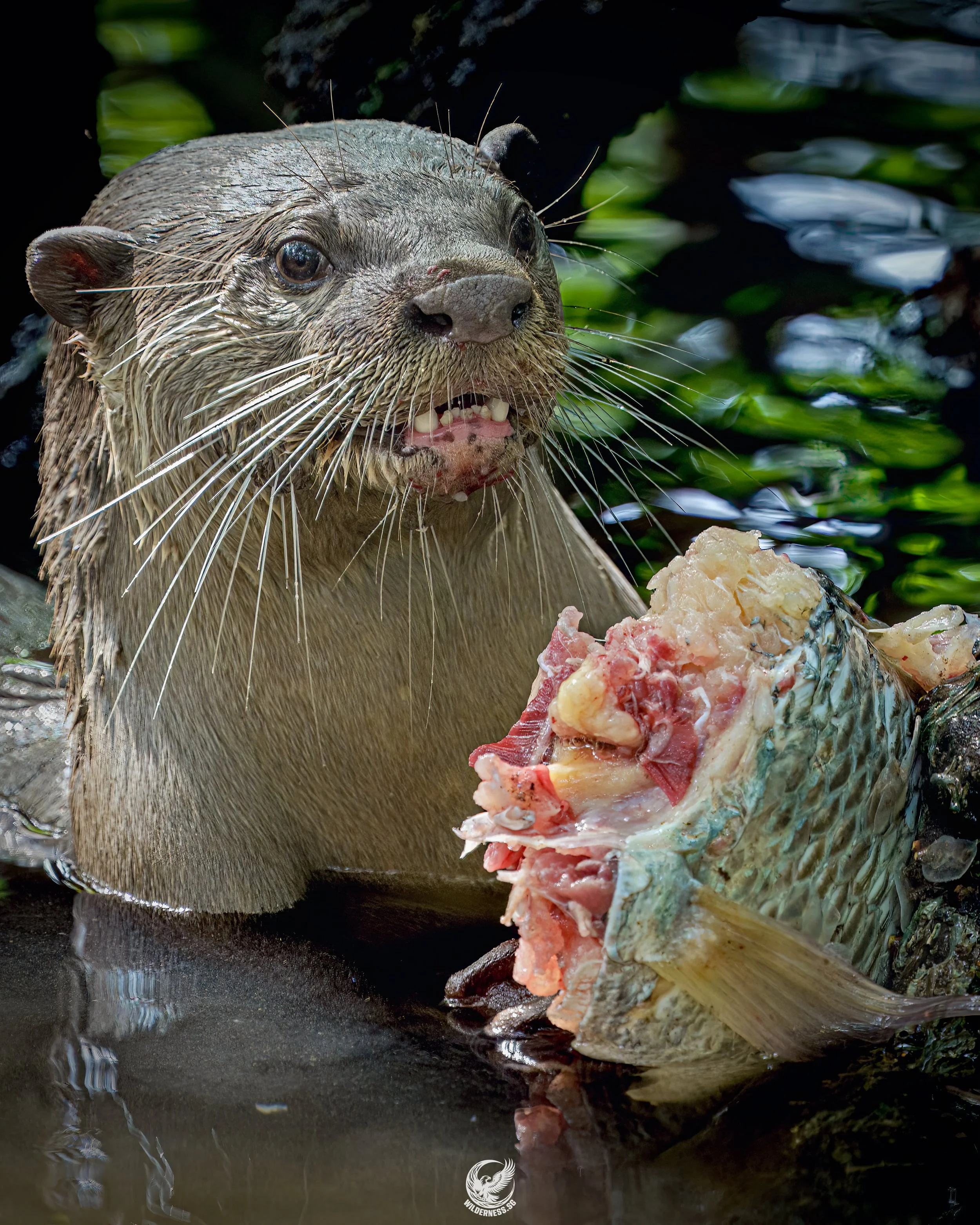 Smooth coat otter