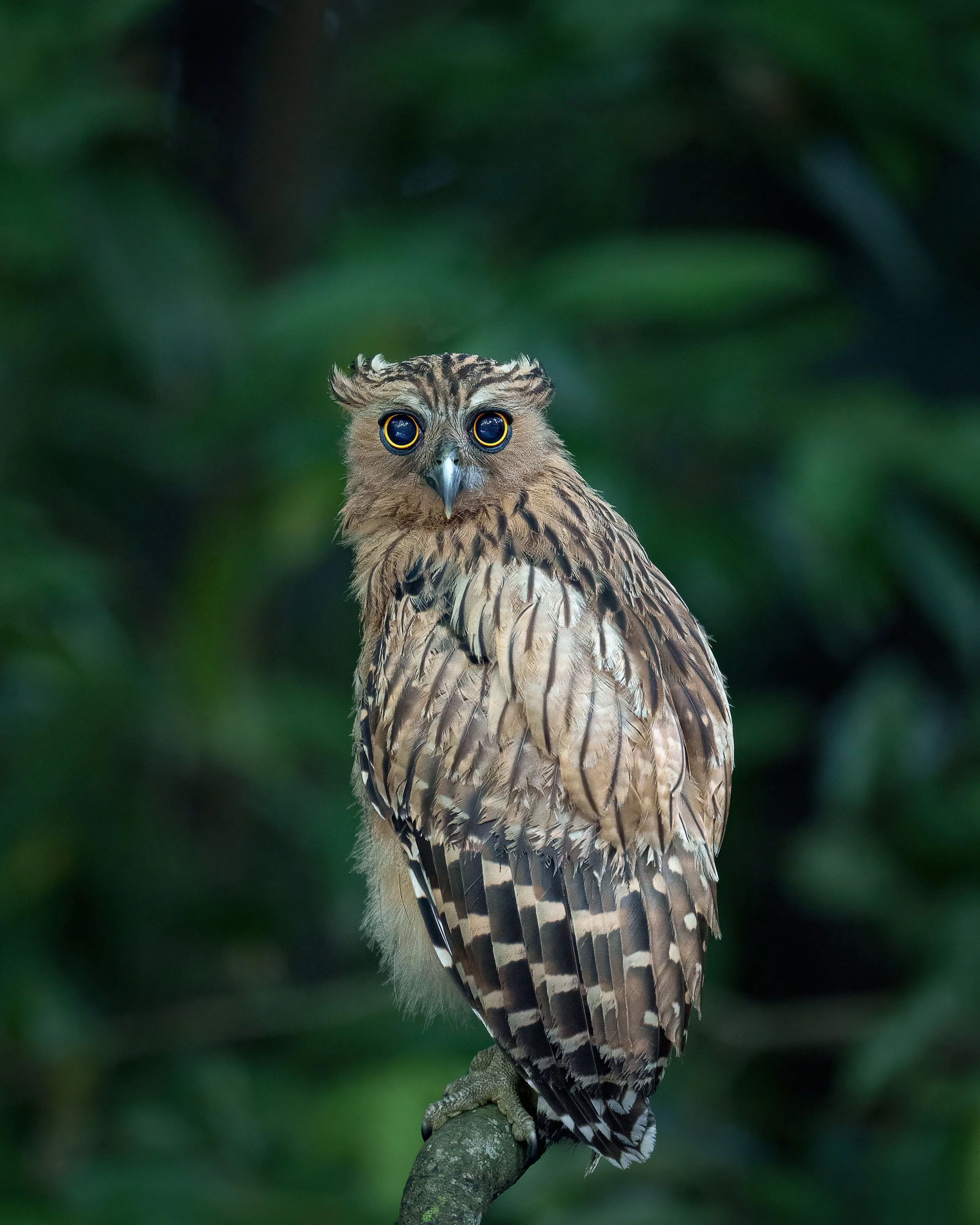 The stillness of dawn is awaken only by the inquisitive presence of a buffy fish owl at the pond.