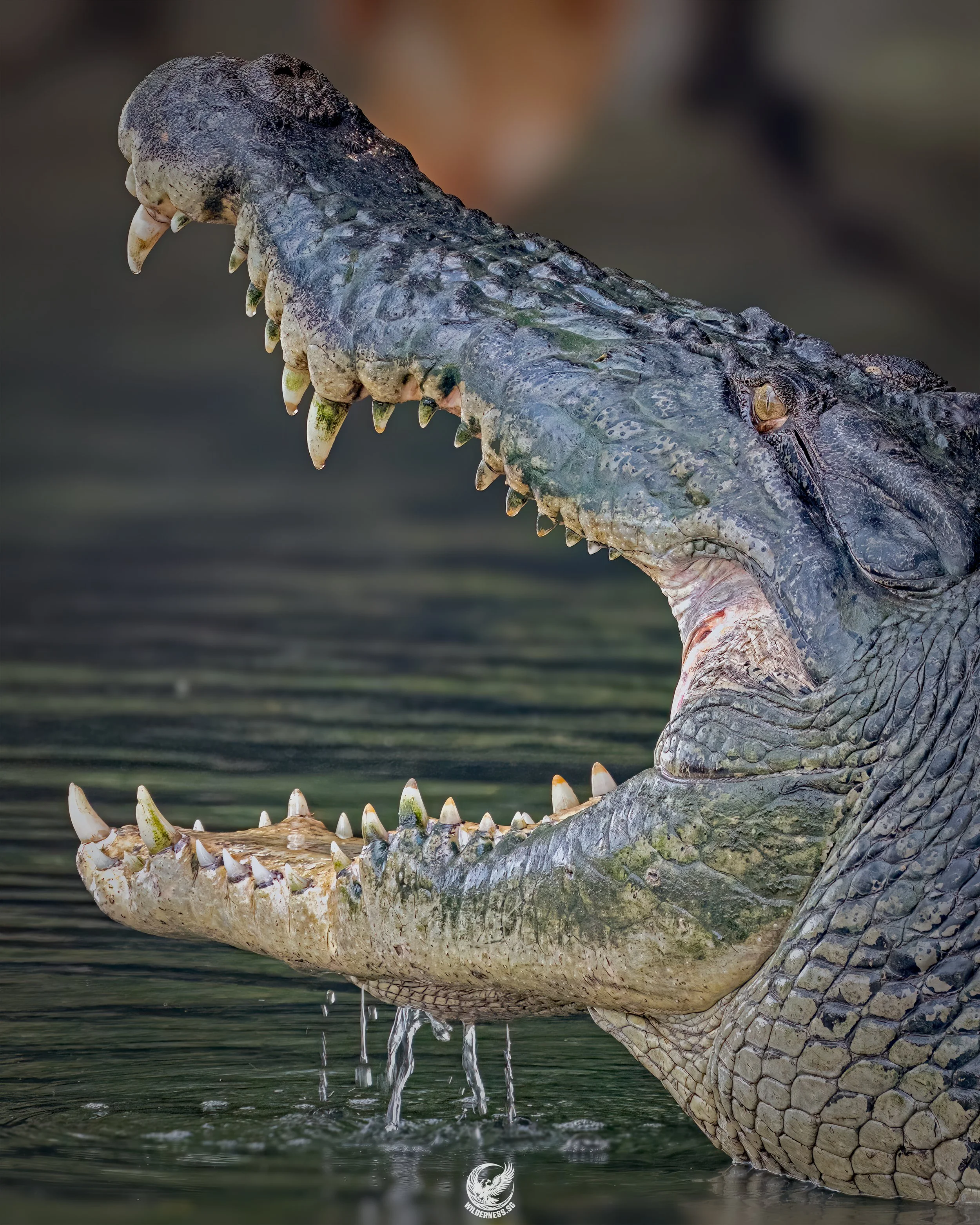 Estuarine Crocodile