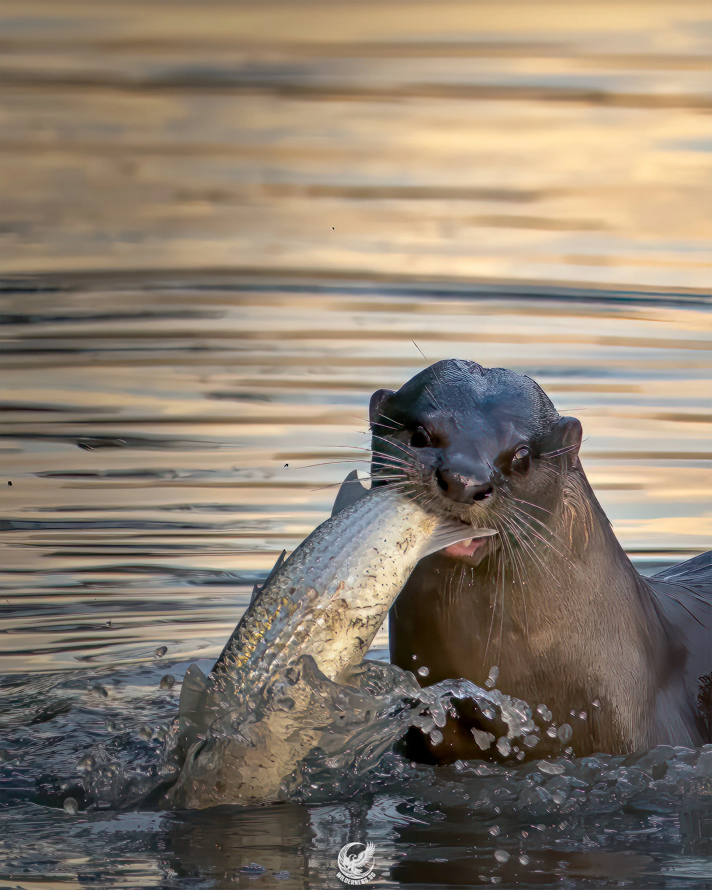Smooth coat otter