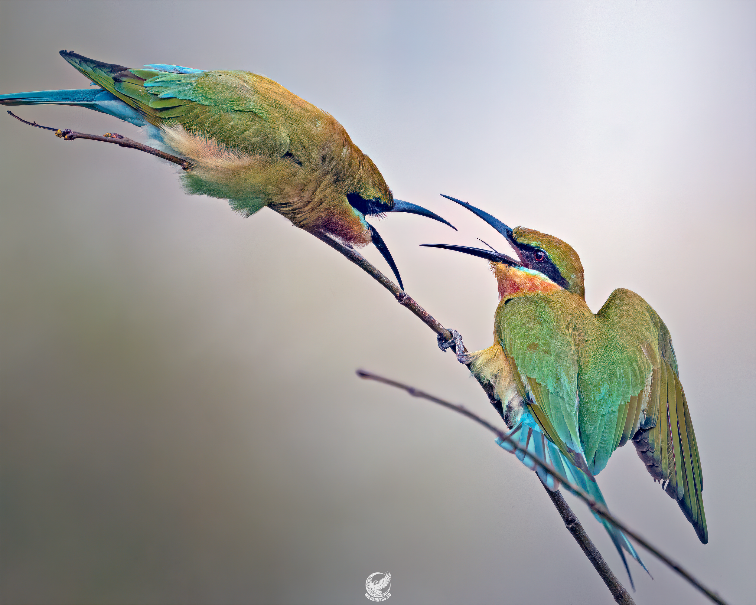 BEE EATER