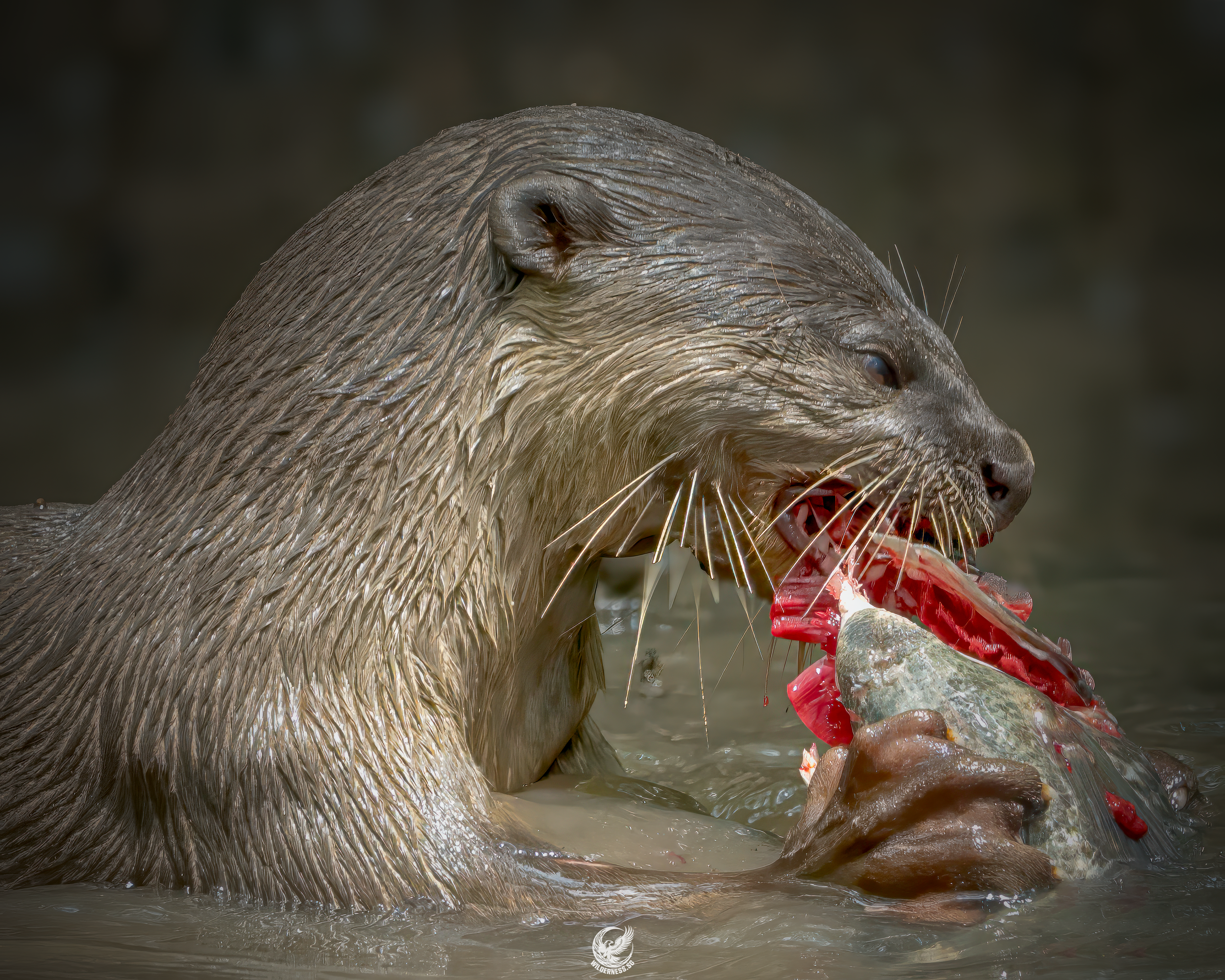 OTTER