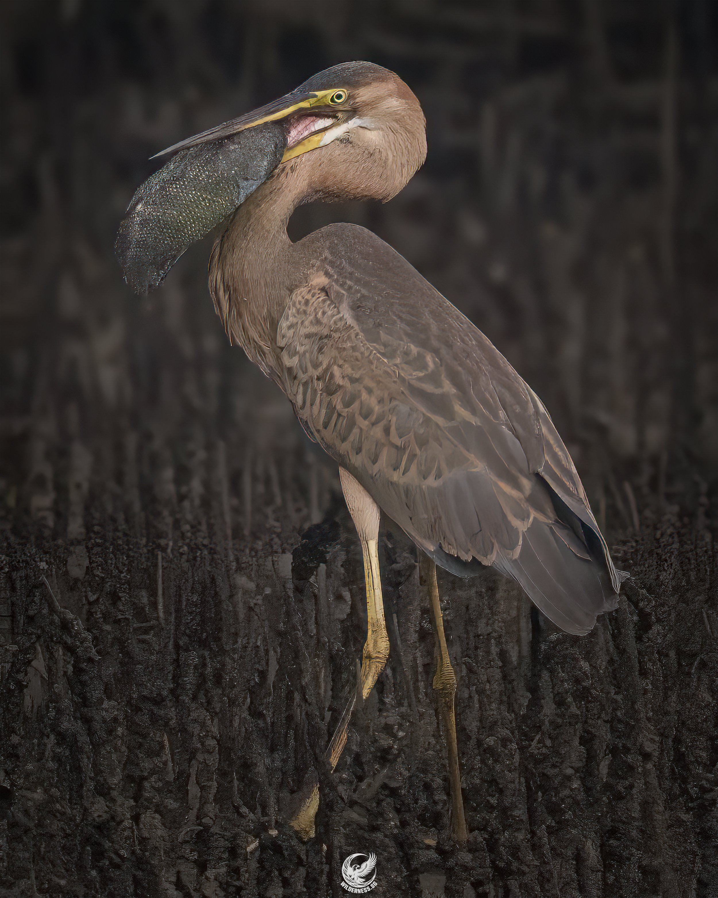 Purple Heron (juvenile)