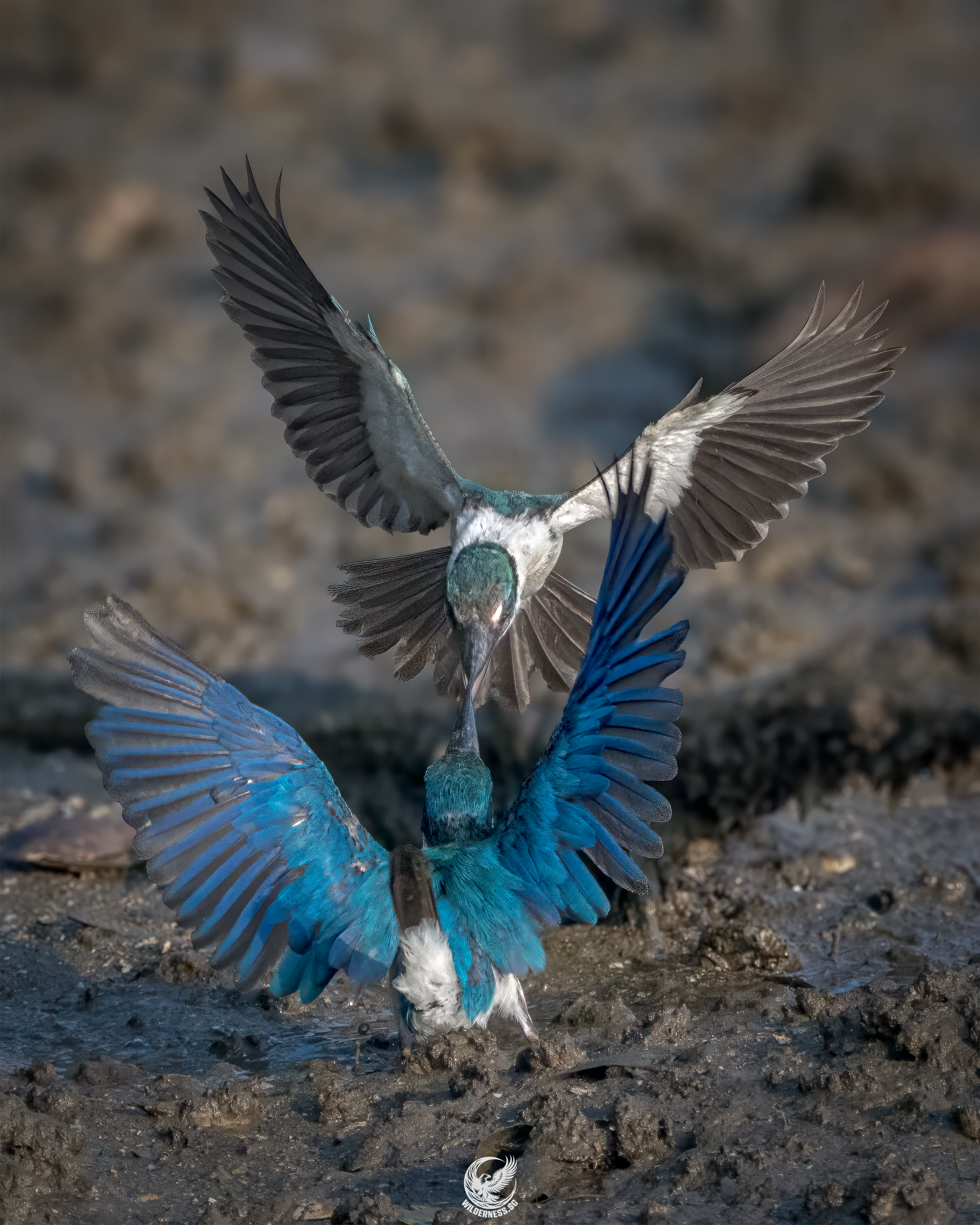 Collared kingfisher