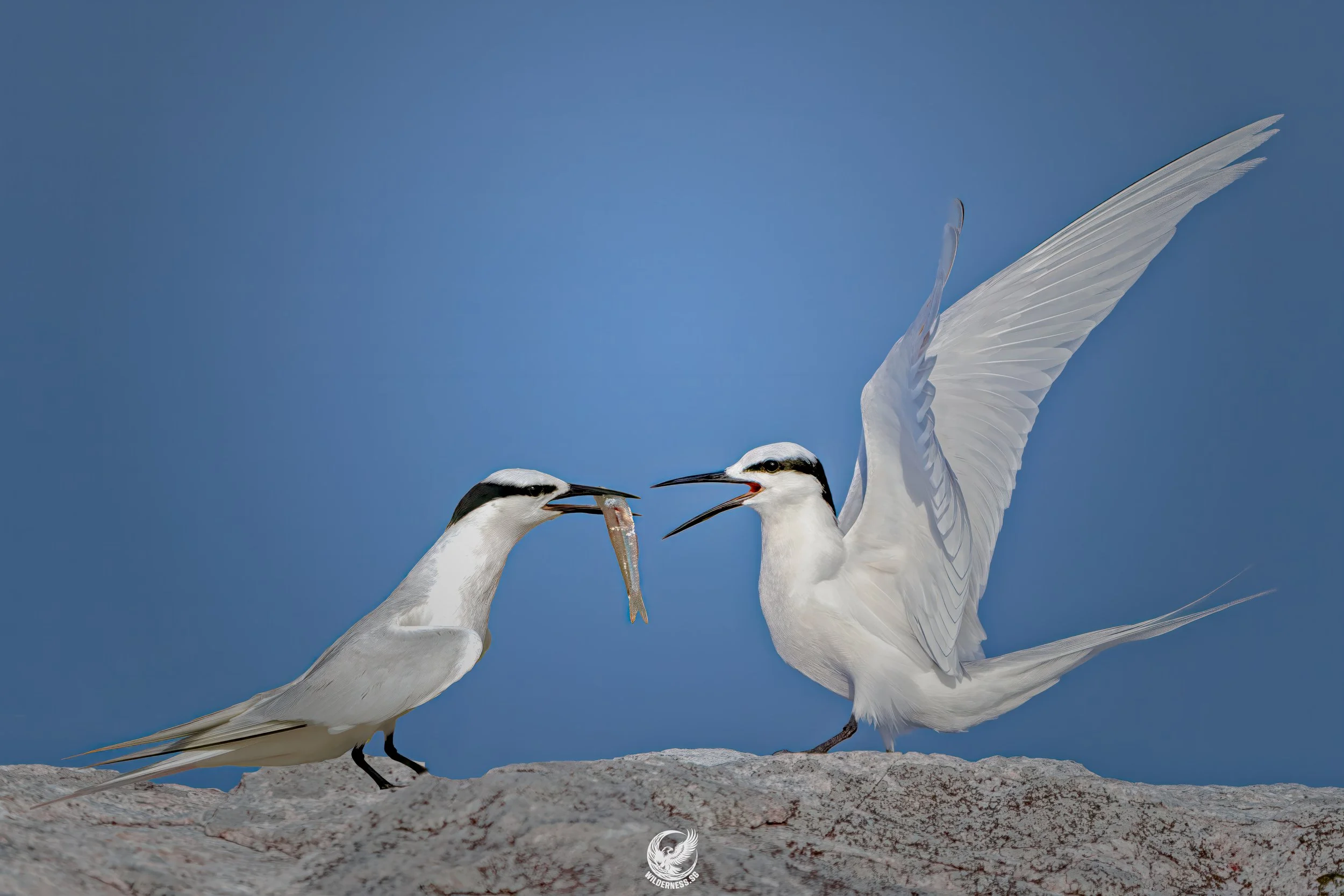 Black-naped Terns
