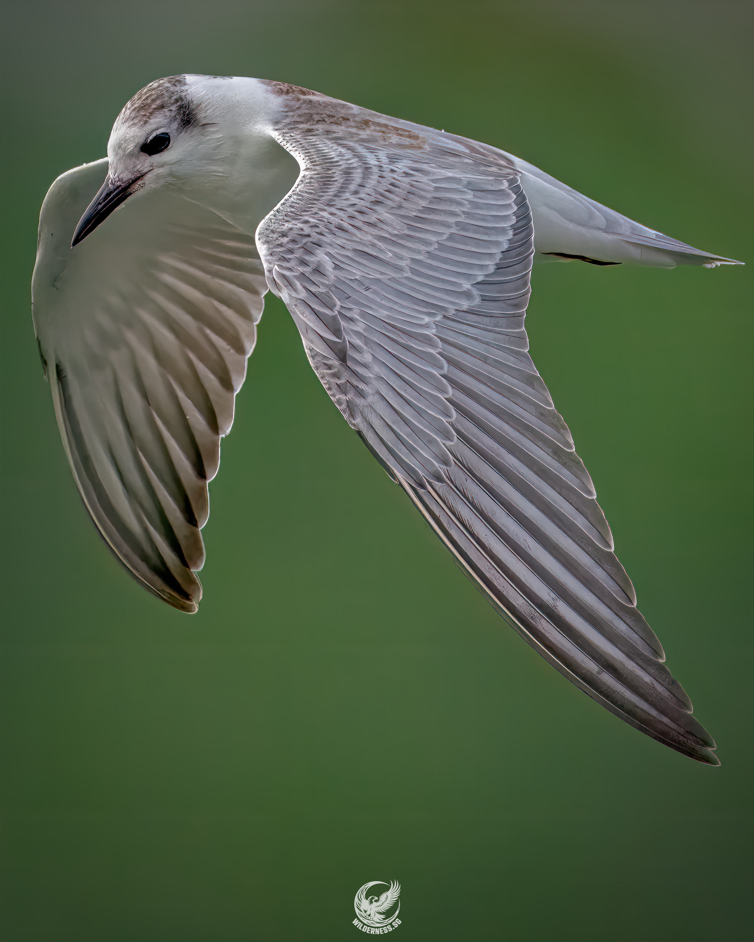 Little Tern