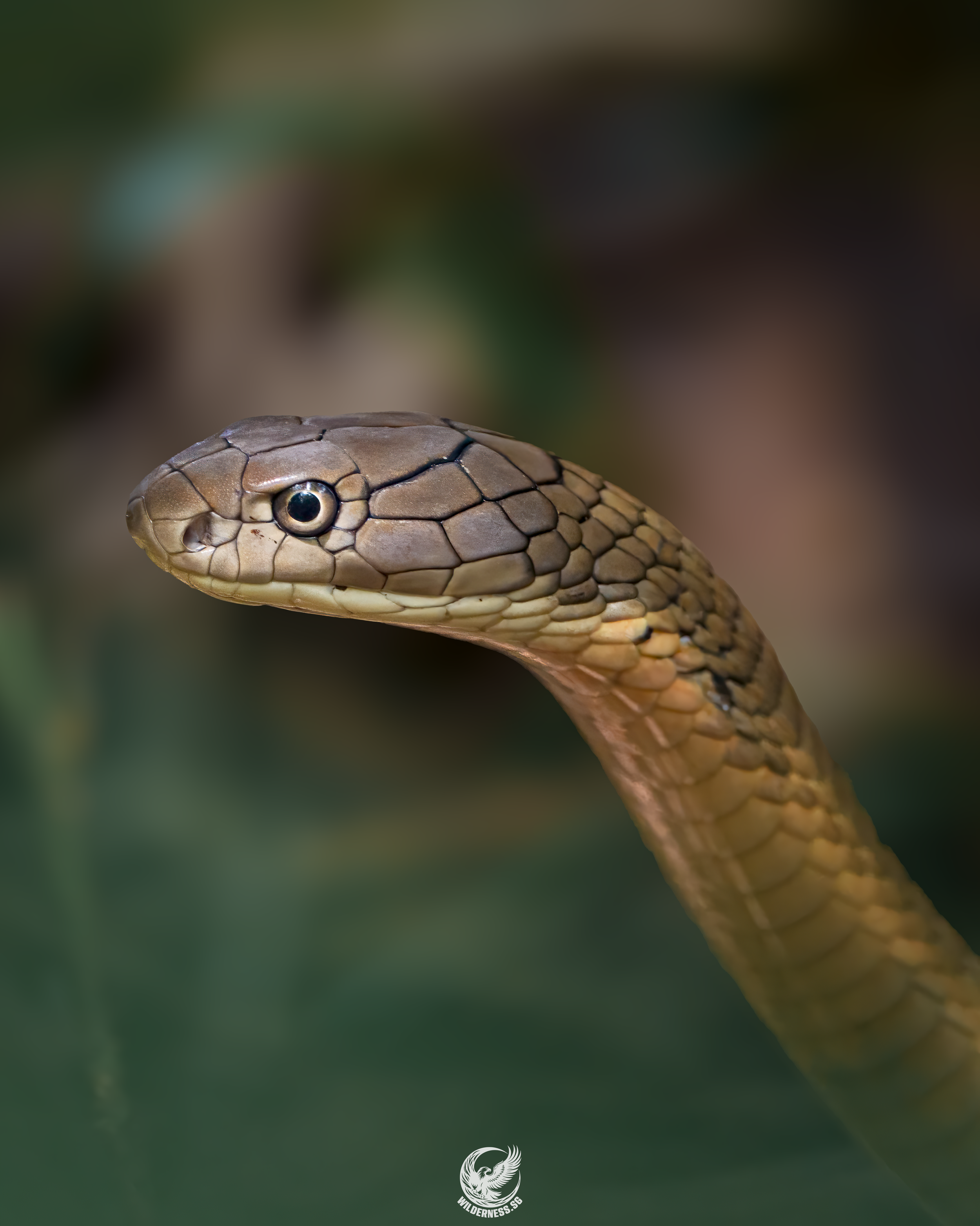 The almighty king cobra