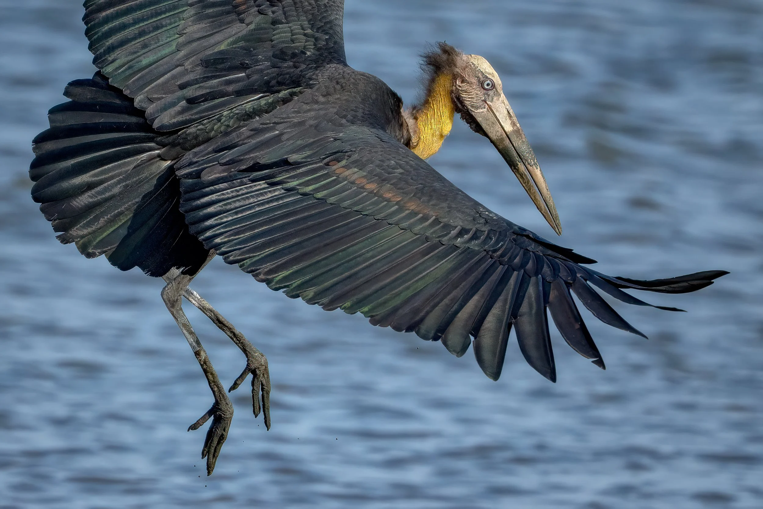 The lesser adjutant reaches for a fish adrift.