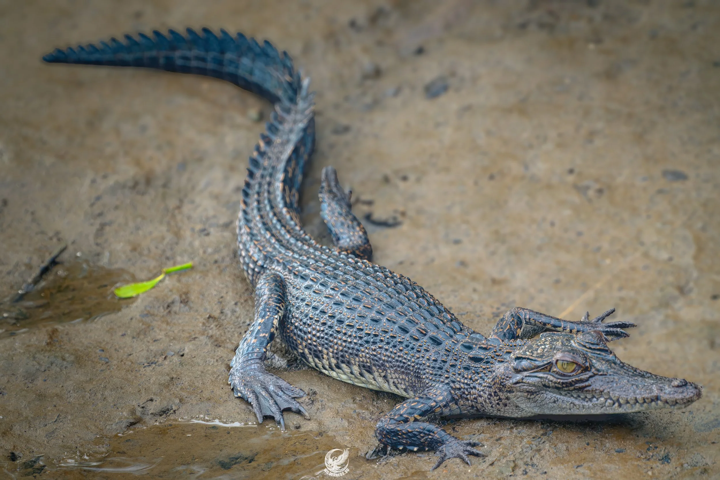 Estuarine Crocodile
