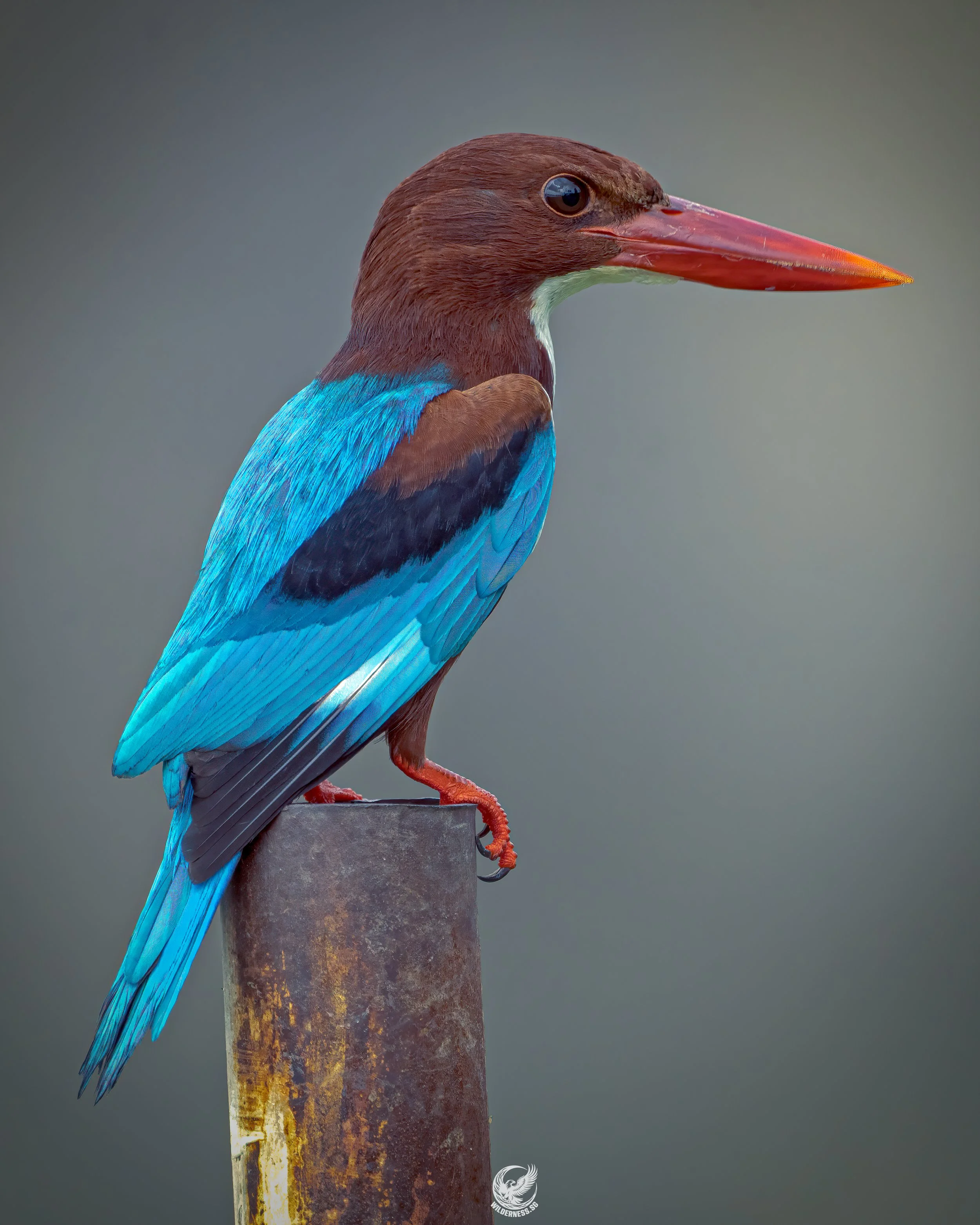 White-throated kingfisher