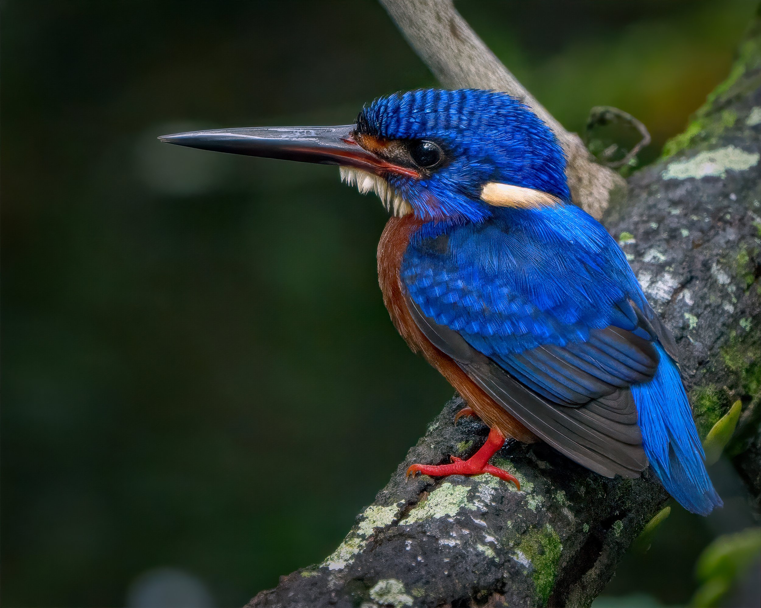The Blue-eared Kingfisher with its vibrant blue plumage