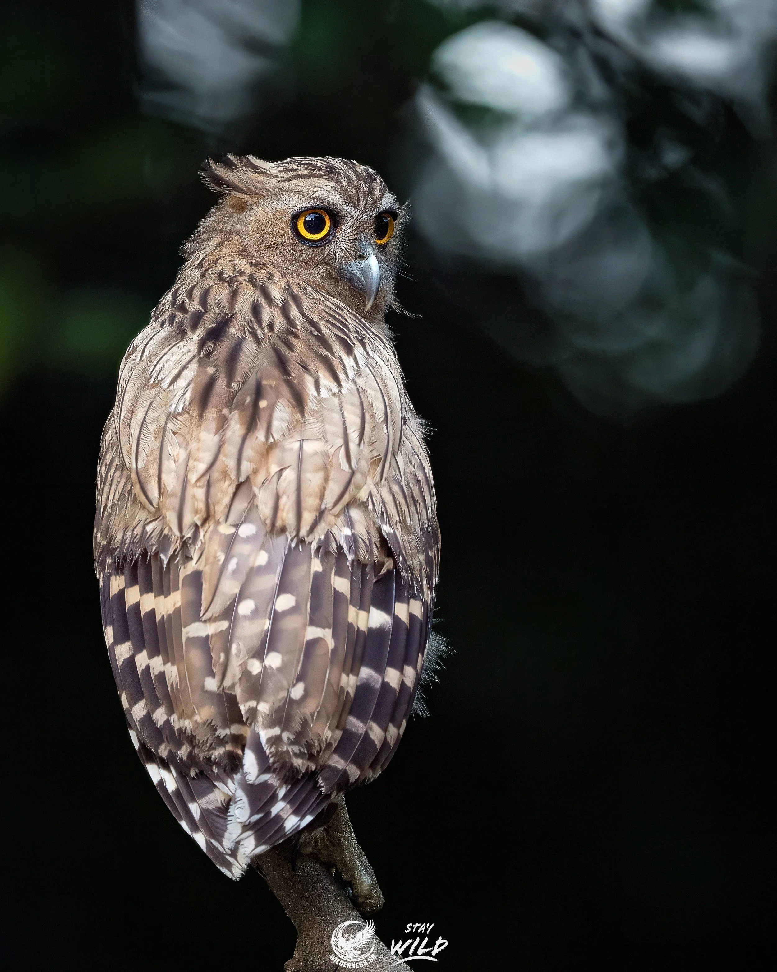Sharing a moment alone with the Buffy Fish Owl in the stillness of early morning.
