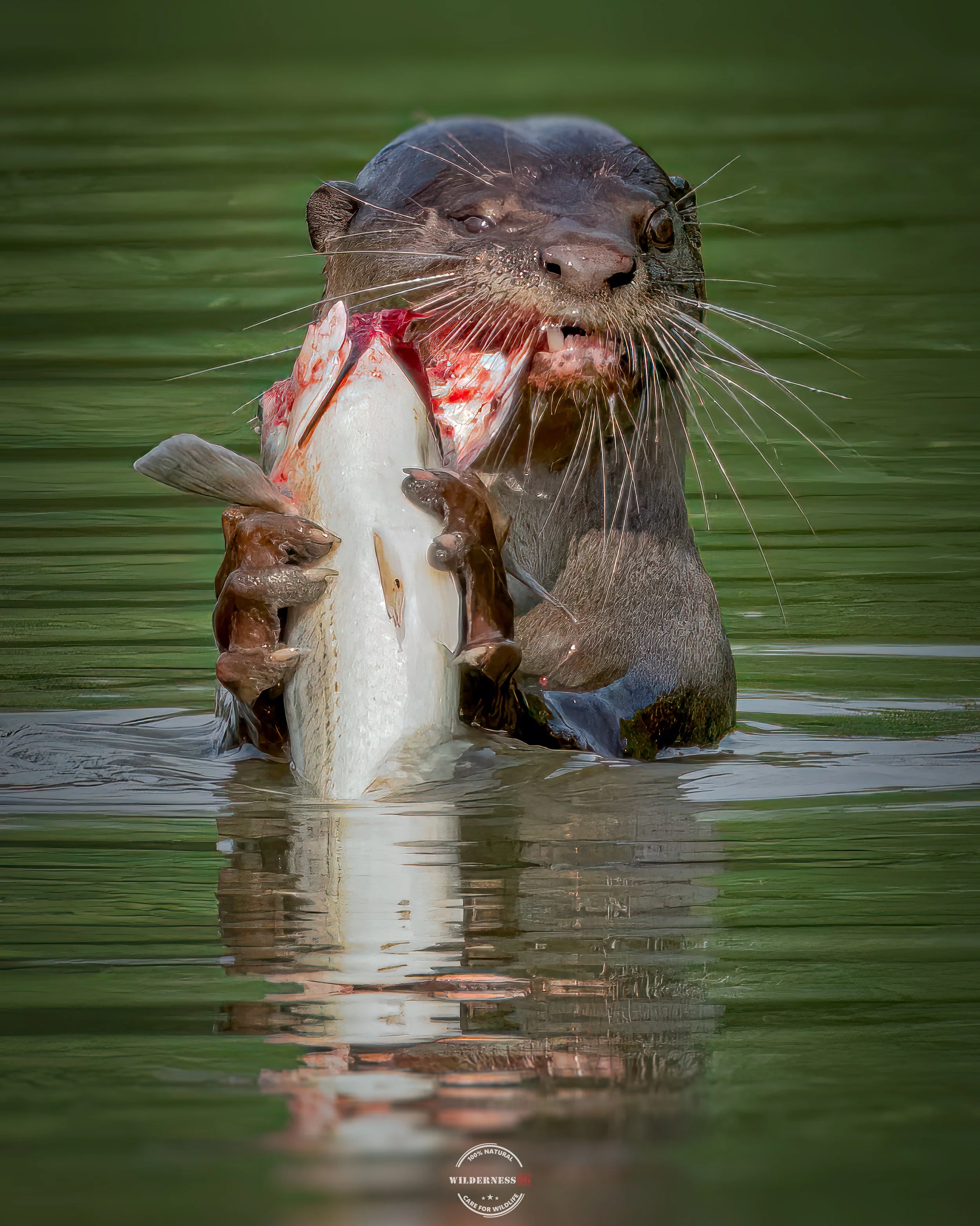 Smooth coat otter