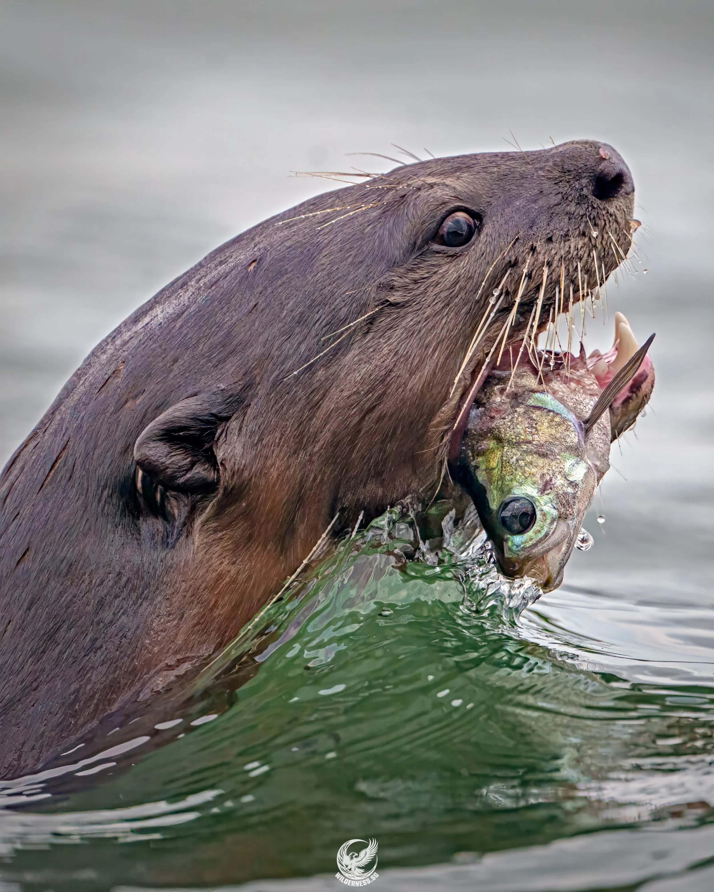 Smooth coat otter