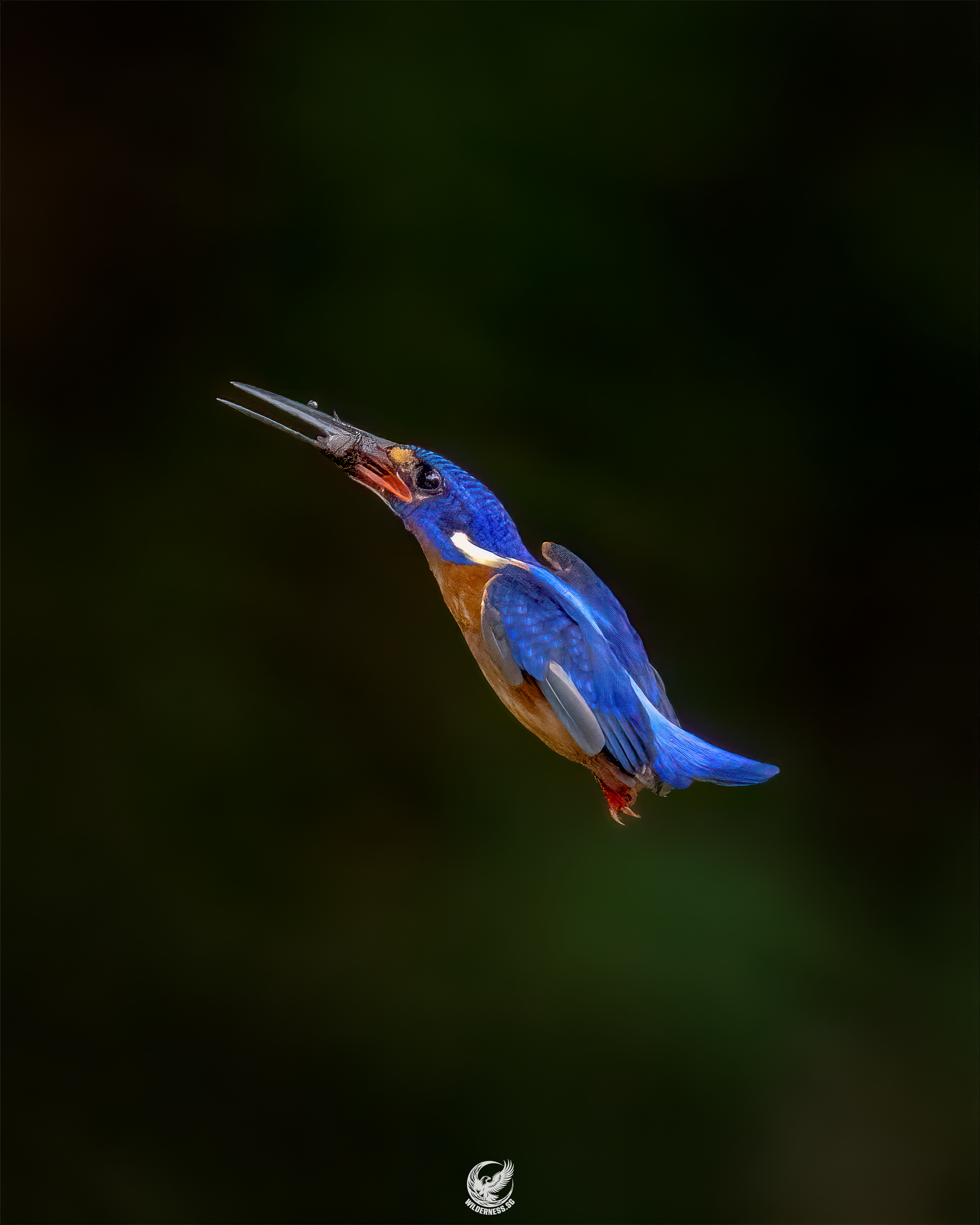 Blue-eared kingfisher