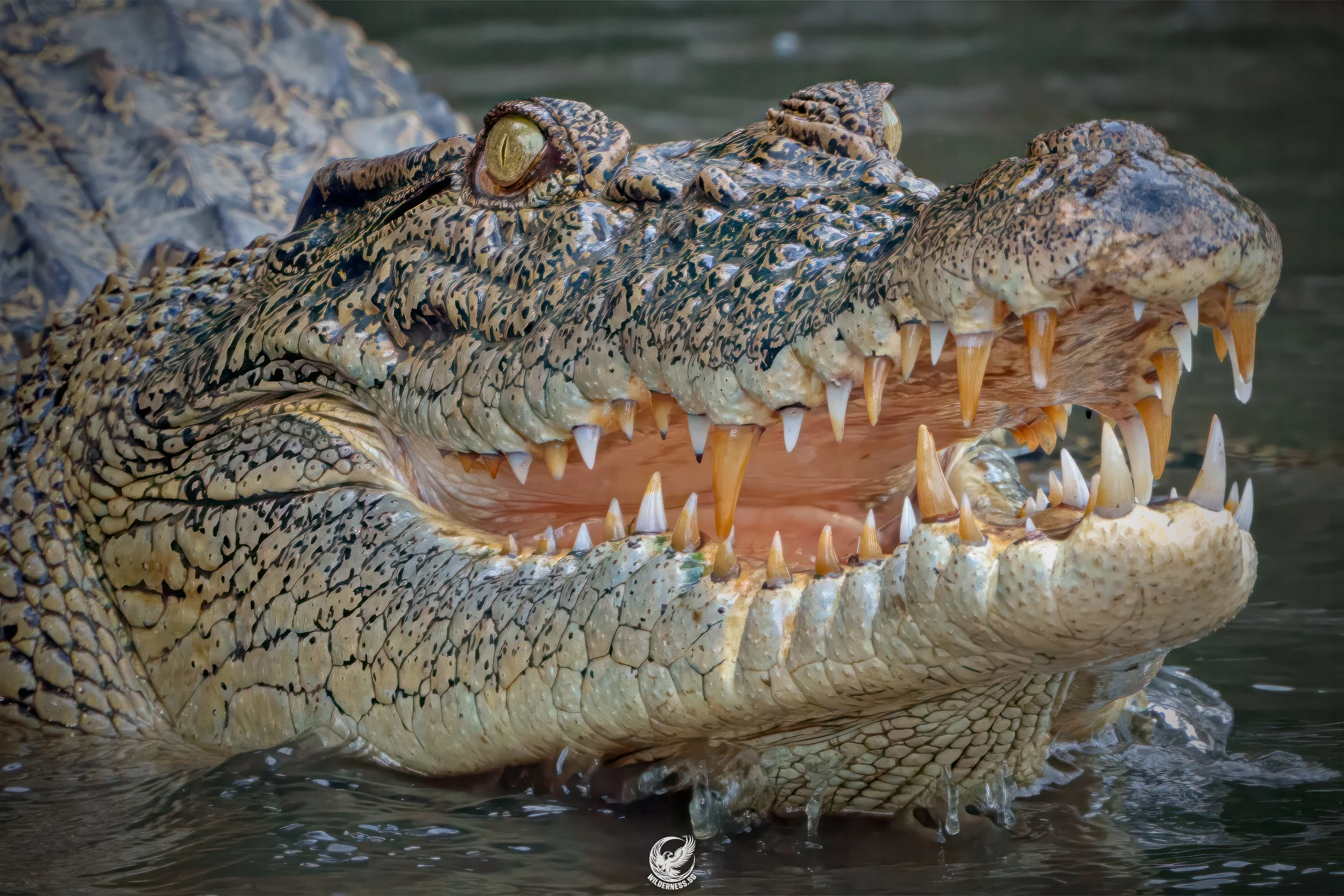Estuarine Crocodile