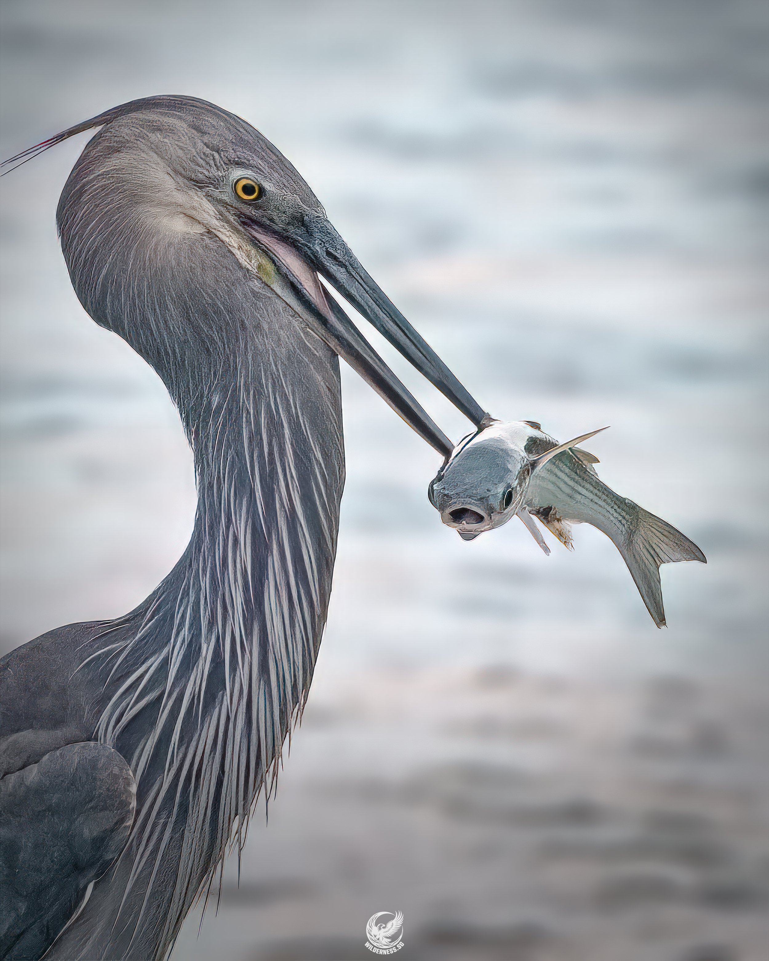 Great-billed heron