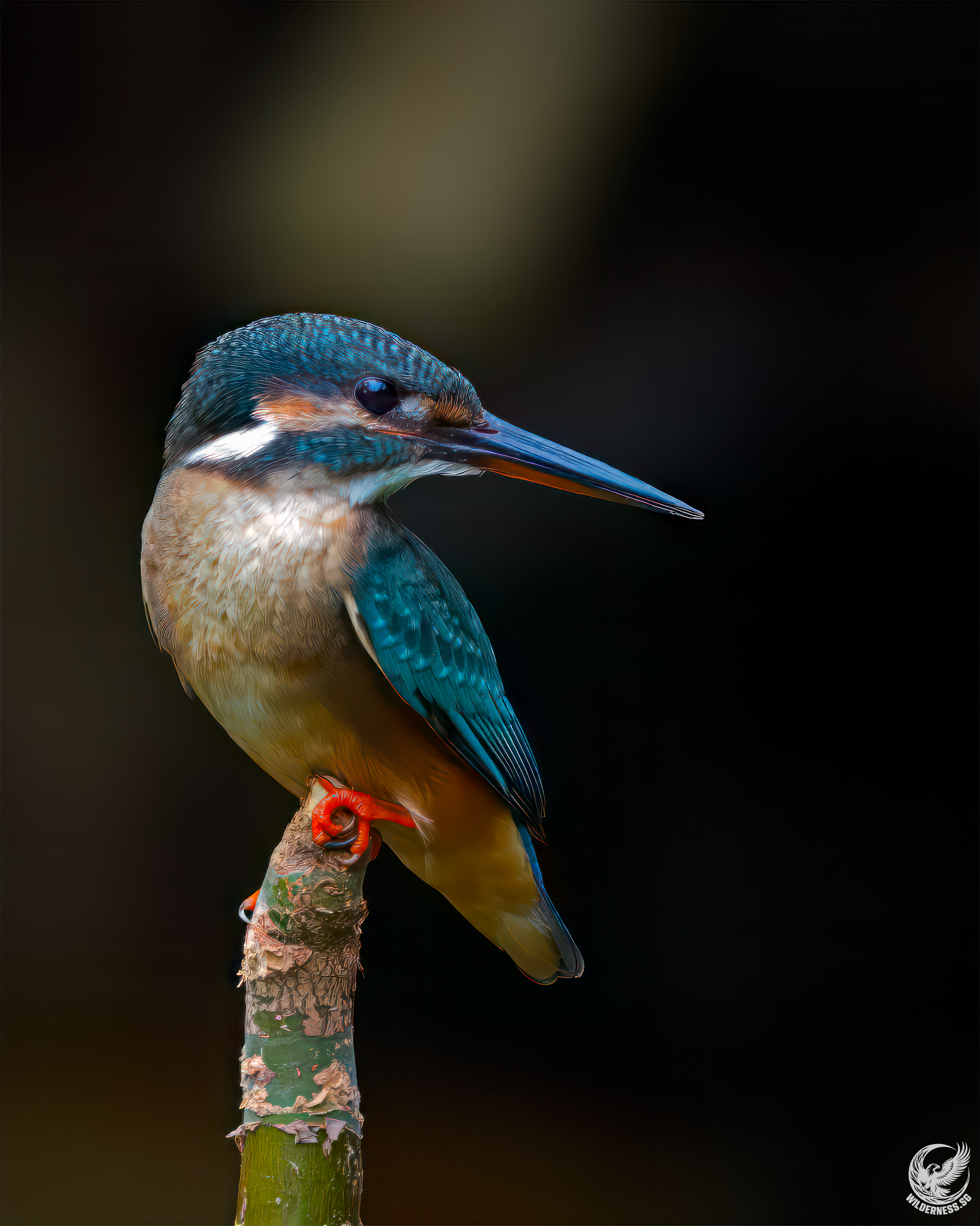 KINGFISHER