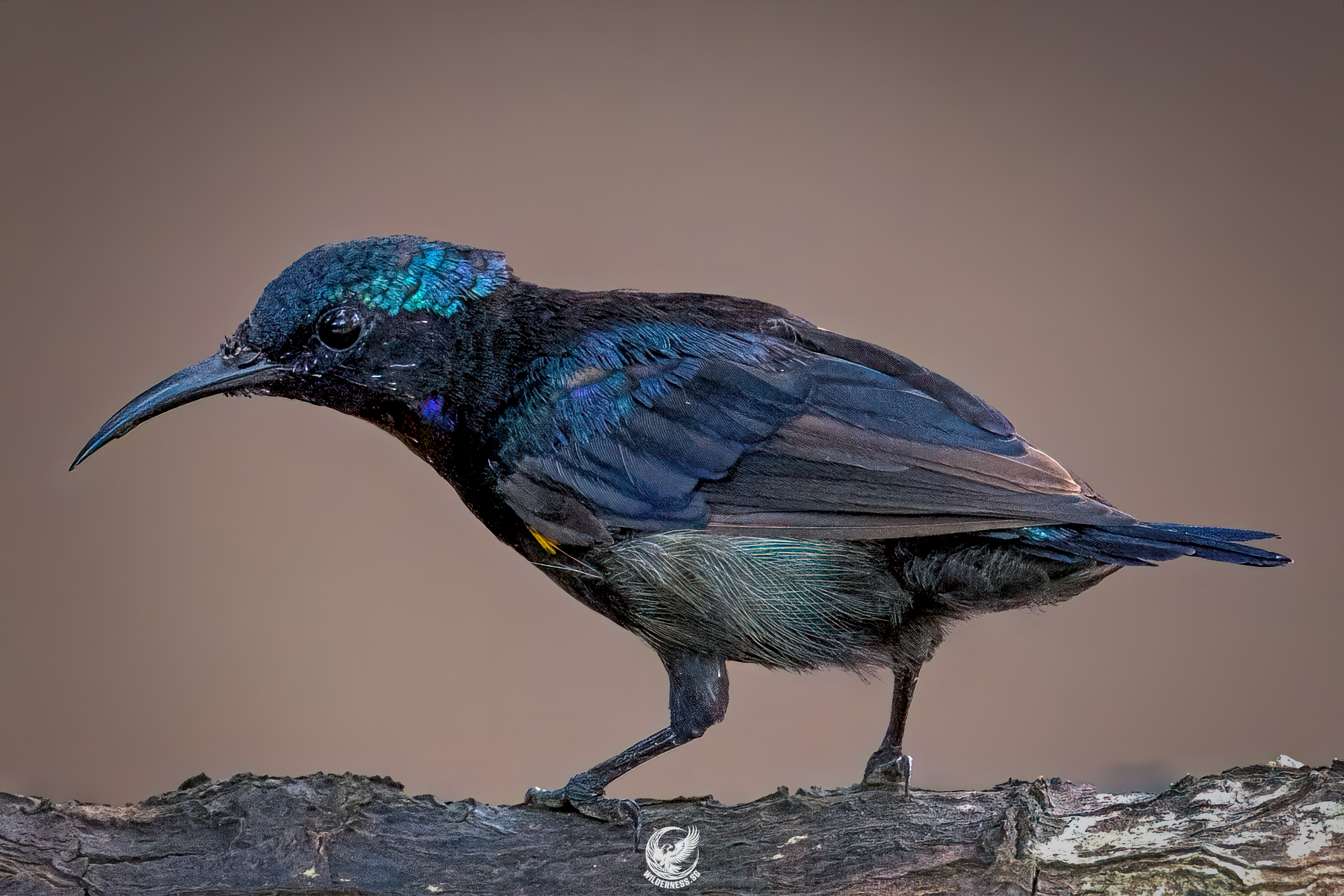 The copper throated sunbird is another iconic subject that can be found mostly in SBWR