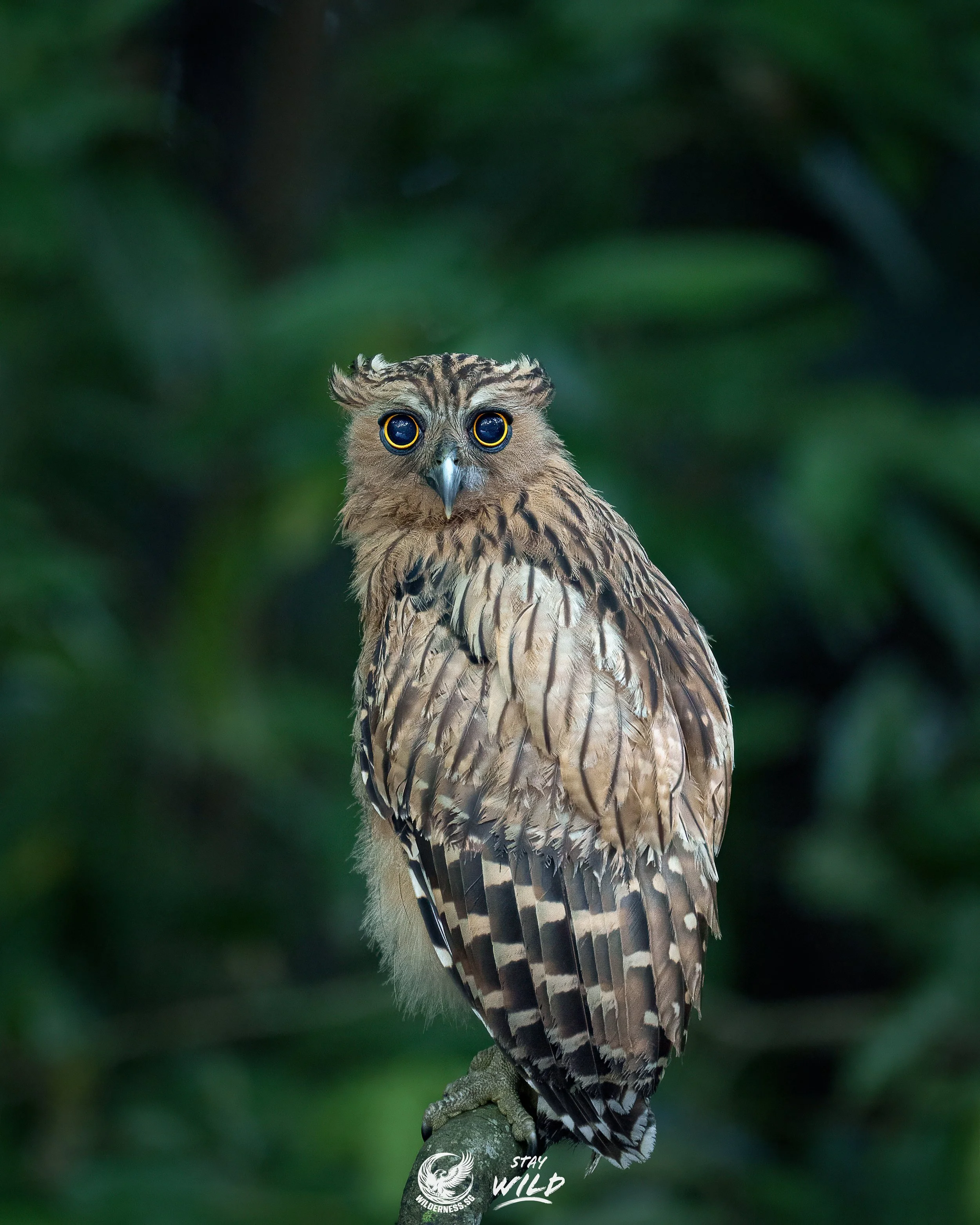 The stillness of dawn is awaken only by the inquisitive presence of a buffy fish owl at the pond.