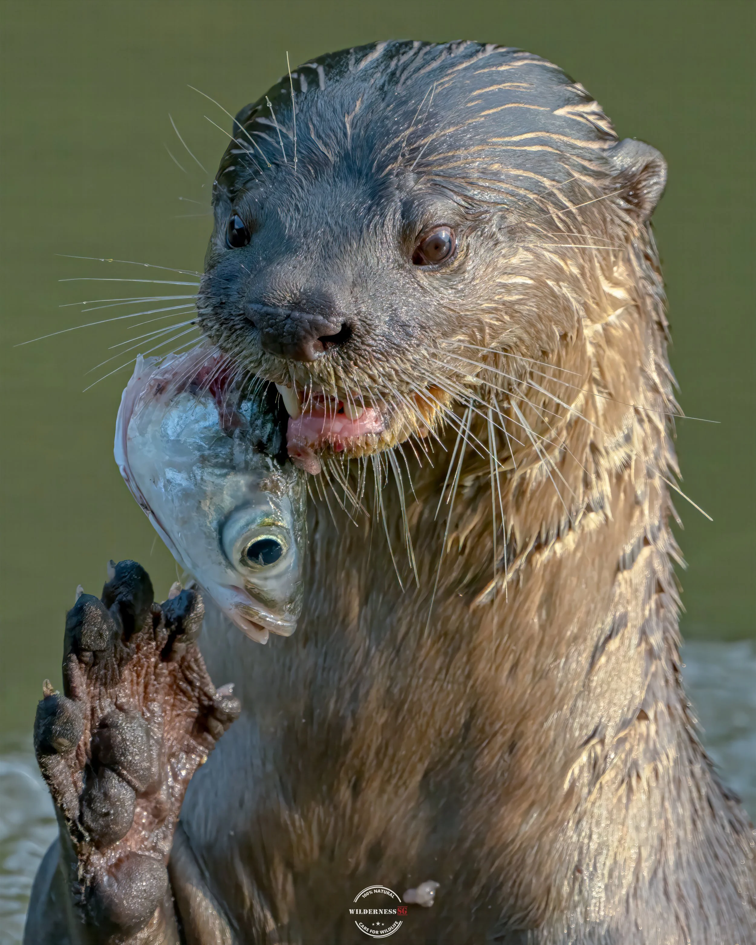 Smooth coat otter