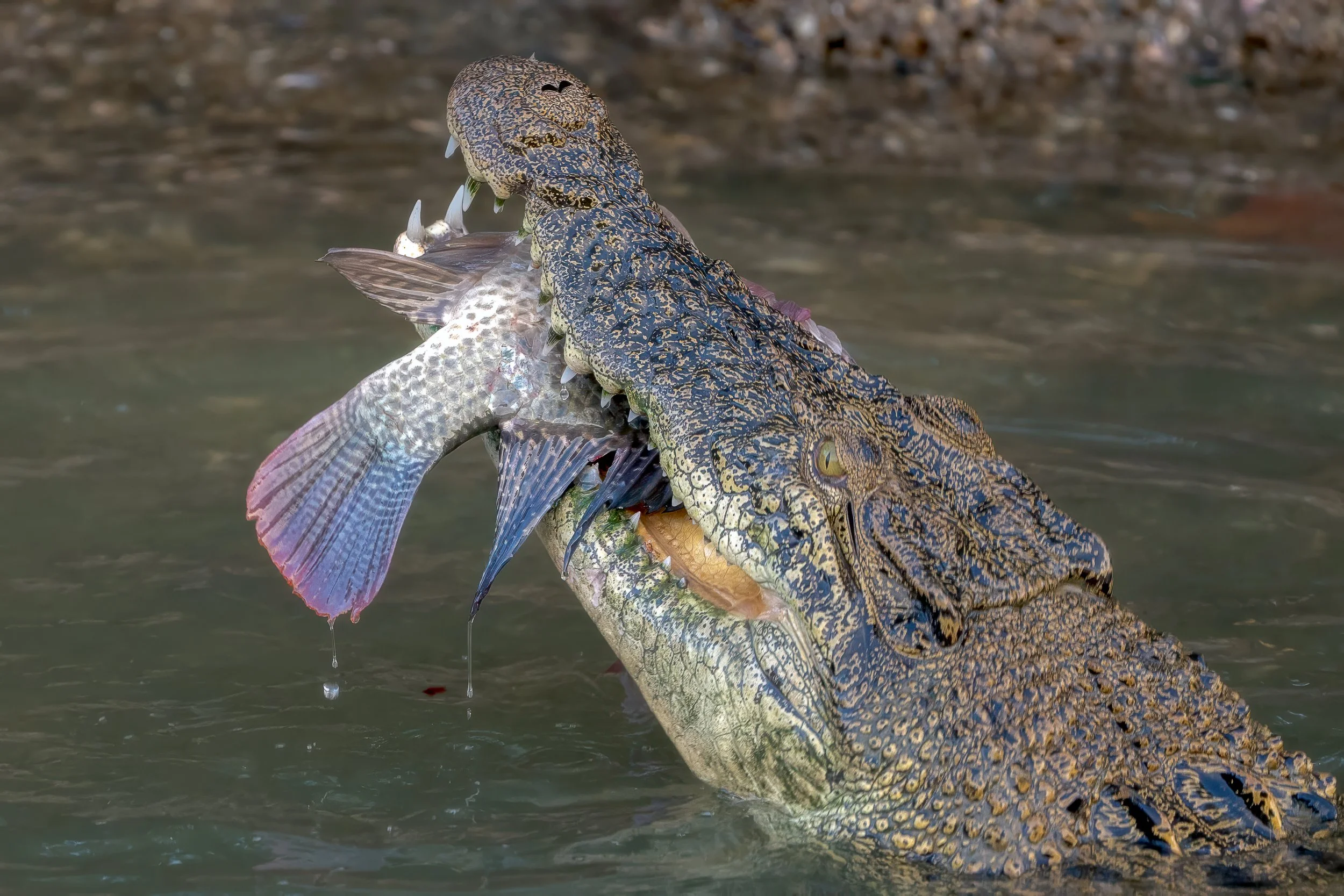 The crocodile lunged, seized its catch and battered the fish against the river’s surface until it broke apart in a splash of ripples.