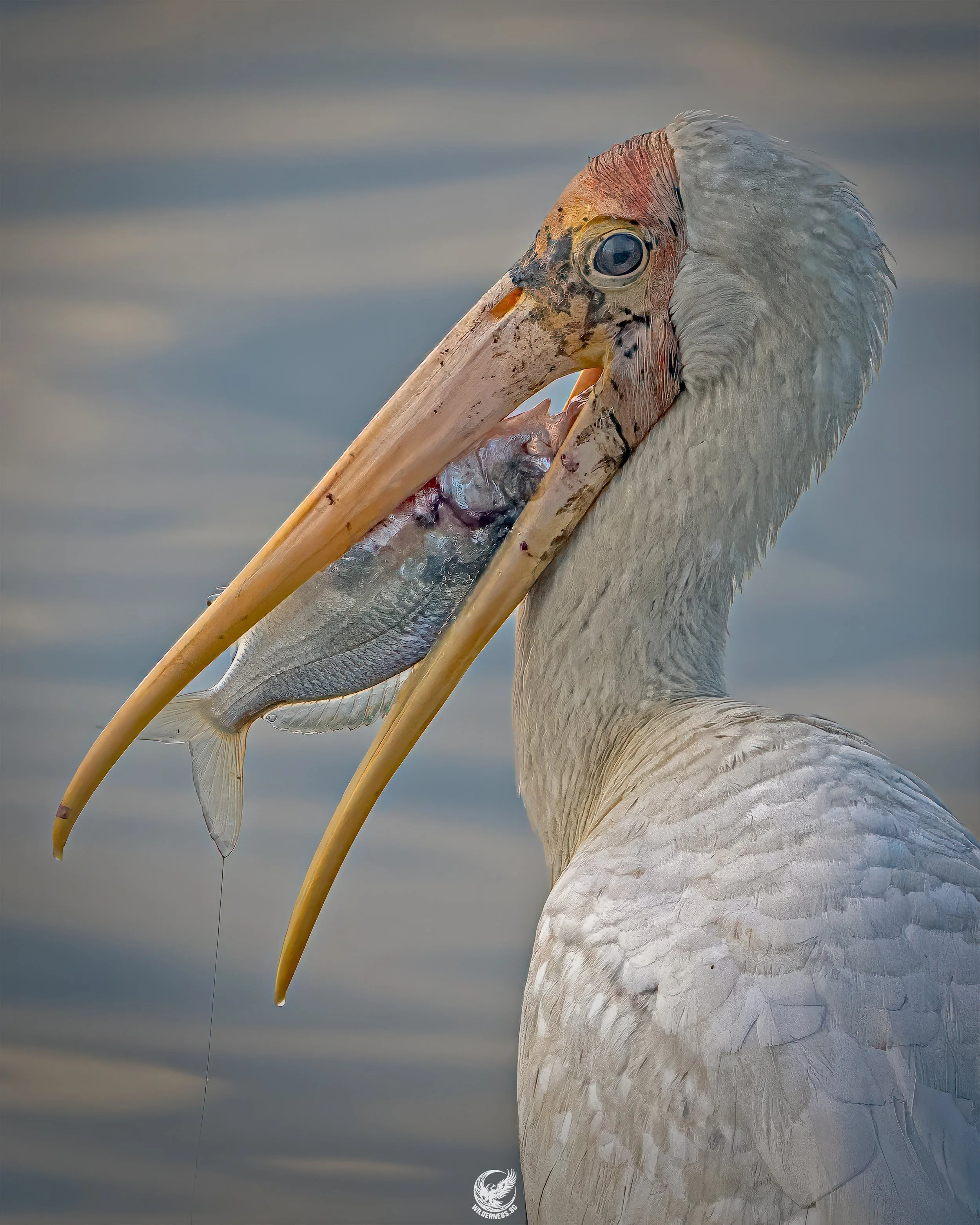 Milky stork