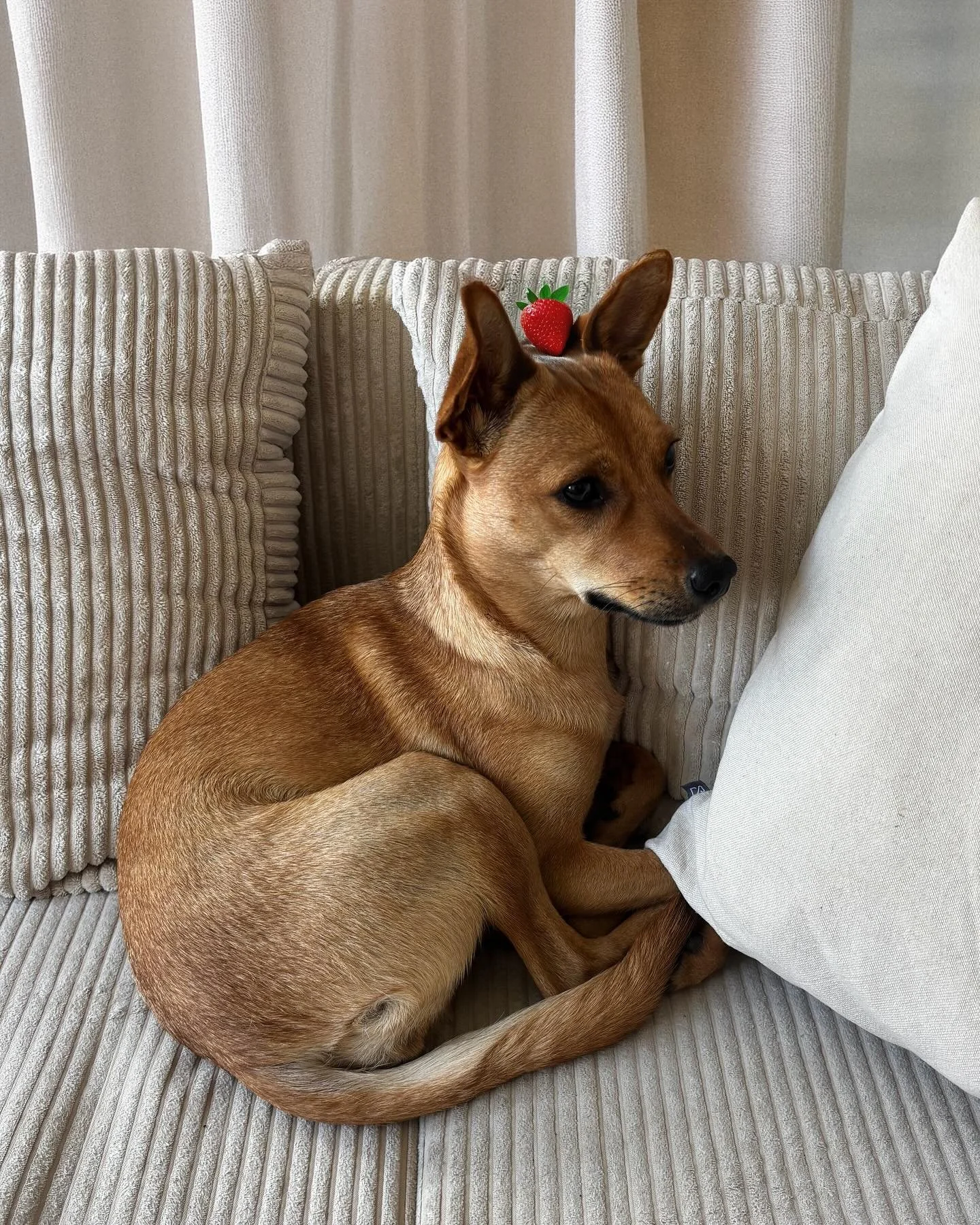 Today&rsquo;s square is inspired by my snack in the park, sweet and vibrant.
Les fraises arrivent en saison&hellip; peut-&ecirc;tre qu&rsquo;il est temps de cr&eacute;er un pull entier inspir&eacute; par la 🍓 ?

#Handmadefordogs #MadeInFrance #SlowF