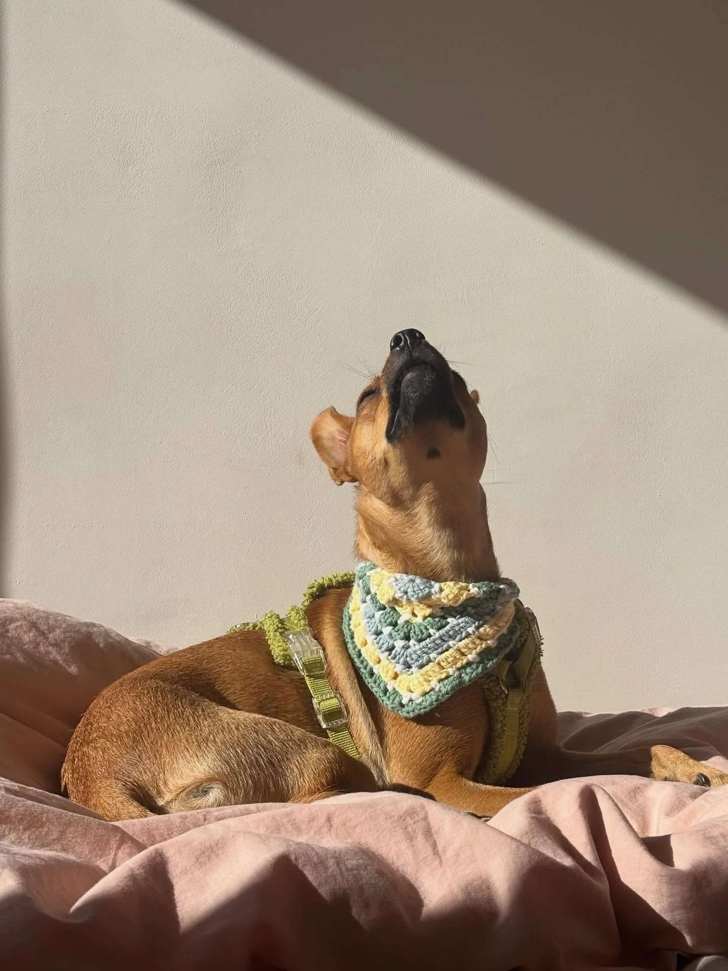 Weekends are for sun-kissed naps, park strolls, rocking a bandana &amp; matching @furlou_ harness on coffee runs ☕️ 
What's your top weekend activity?