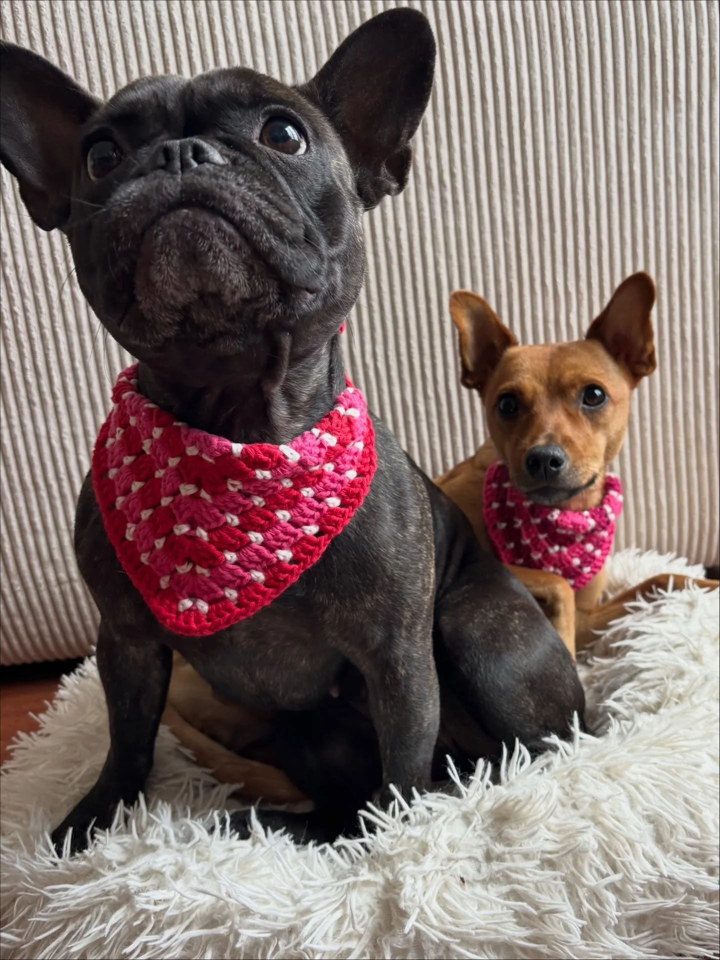 Pink to make the pups wink! 💌