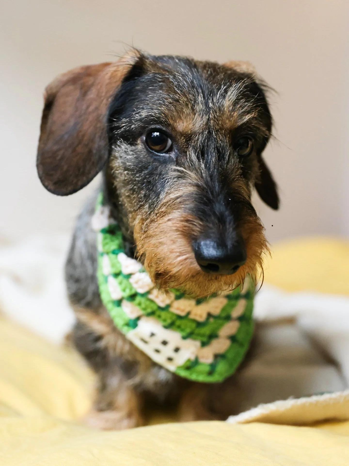 I&rsquo;m on Santa Paws&rsquo; good list, are you ? 🎁
What&rsquo;s the naughtiest thing you dog did this year ?
#naughtyornice #naughtydogs #santa #santapaws #thewoo 

photo @lisa.ritaine