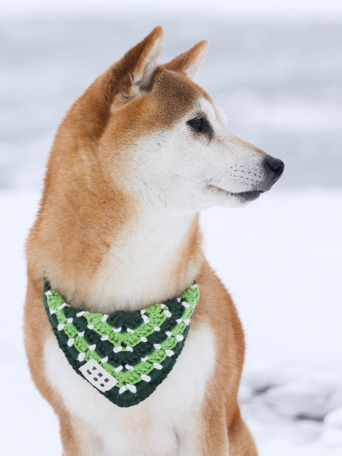 Smiley sous l&rsquo;objectif enneig&eacute; de @lisa.ritaine 🦴🦊
Tout lui va &agrave; cette diva, mais &agrave; ton avis quelle couleur lui va le mieux ? 💜💚