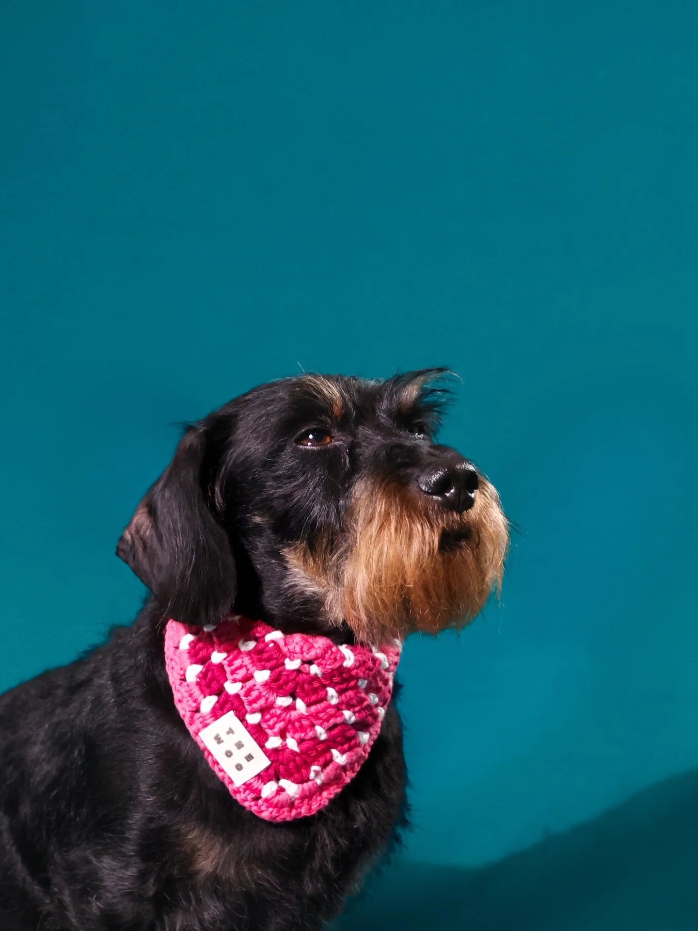I mustache you a question&hellip; what items should I make for your pup? 

K&eacute;to is looking dapper in his The Woo bandana. 
Photo by @lisa.ritaine 

#handmade #doggarments #crochetdogclothes #slowdesign #dog