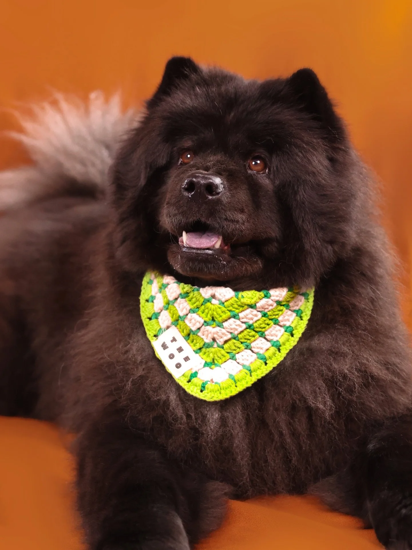 Que tu sois un grand doudou ou un petit poids, que tu sois touffu ou au poil ras, on a ce qu&rsquo;il faut pour toi 🤍 

#thewoo #handmade #doggarments #dogbandana #madewithlove 
📸 @lisa.ritaine