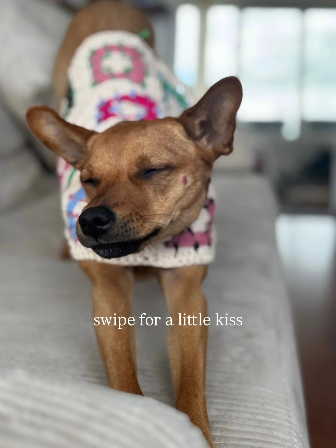 Gotcha 💋
Just kidding. I&rsquo;m always down for a smooch!

#dog #thewoo #dogsofinstagram #kiss